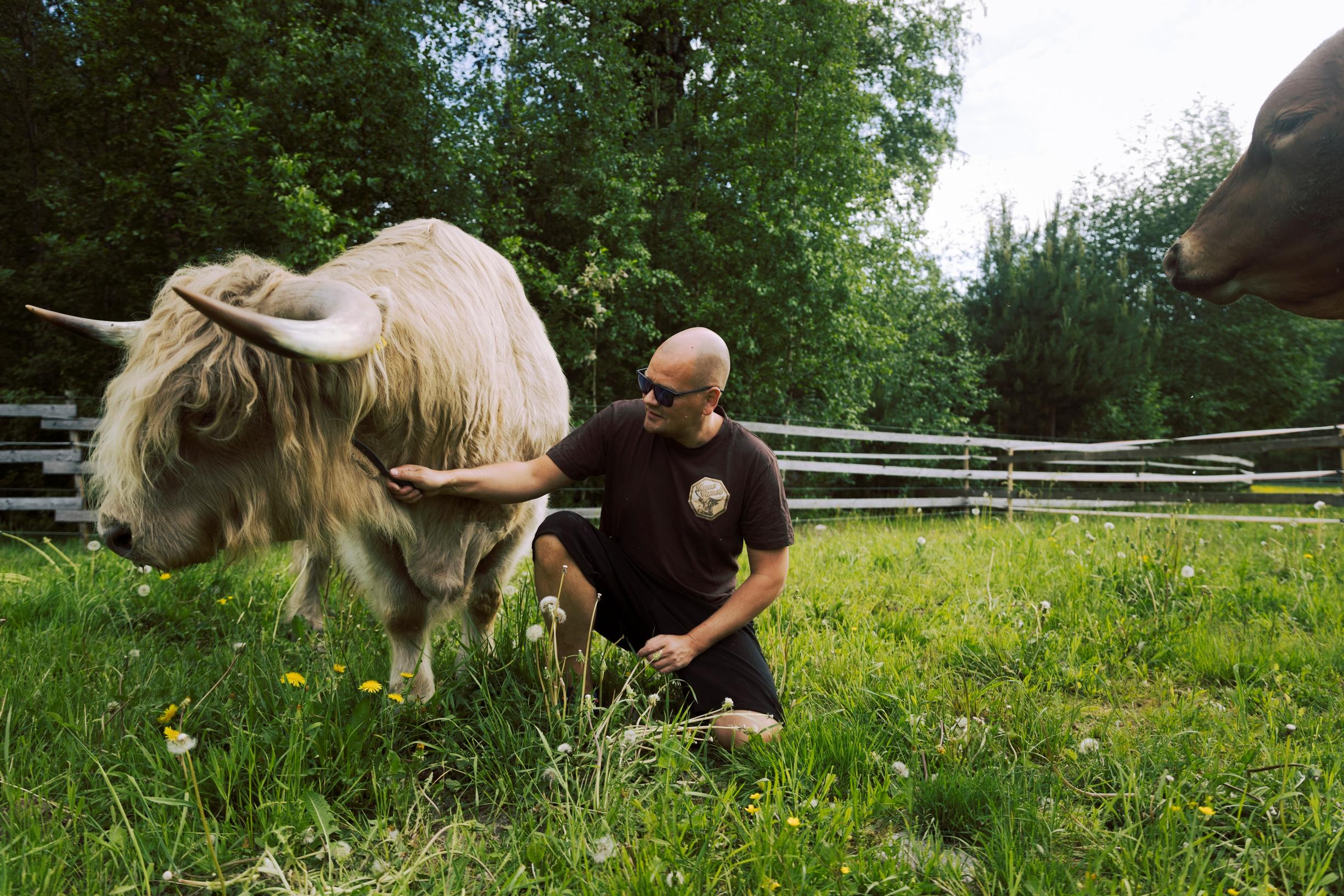 man scratching a cow in the pasture