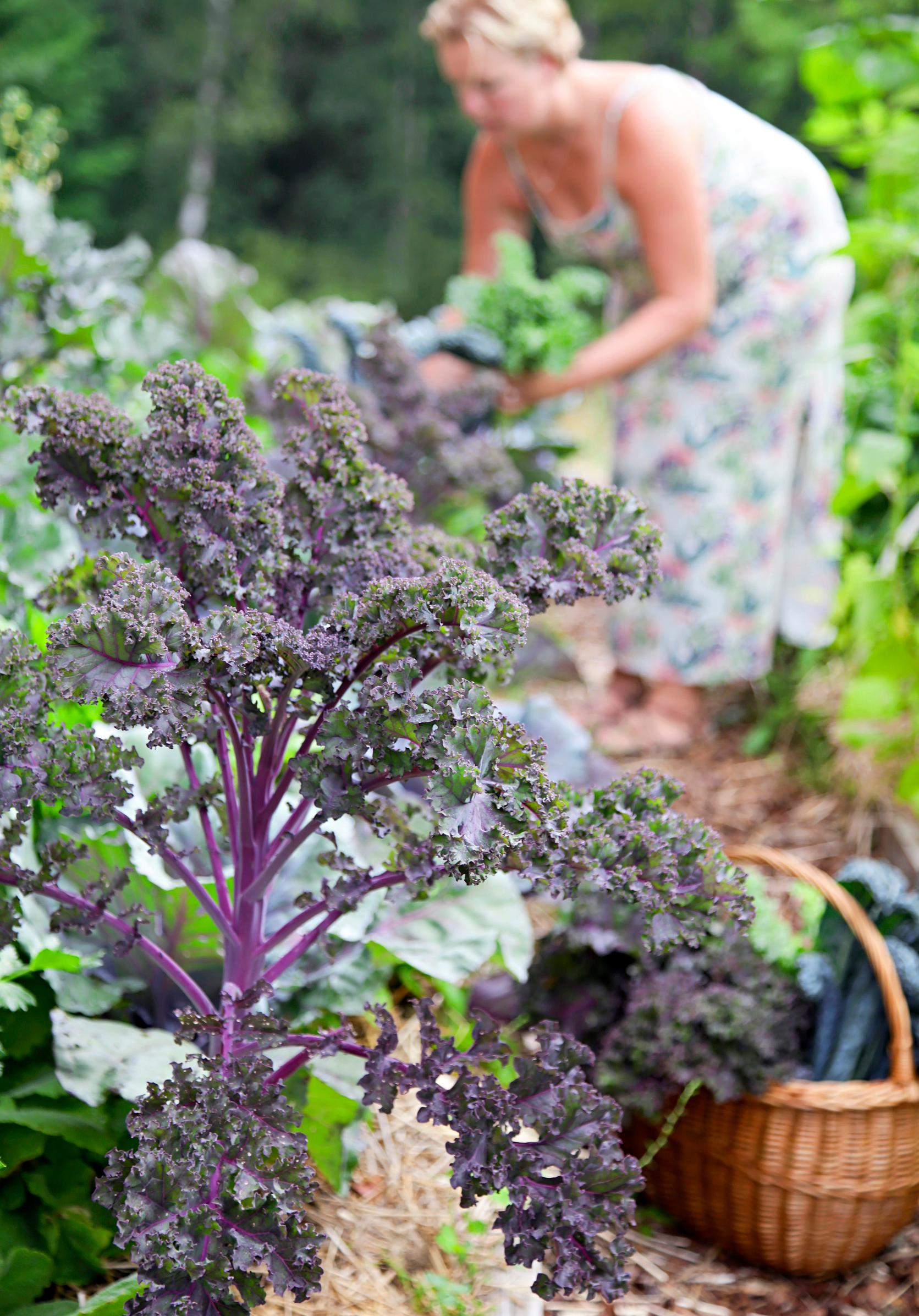 Growing kale: purple kale