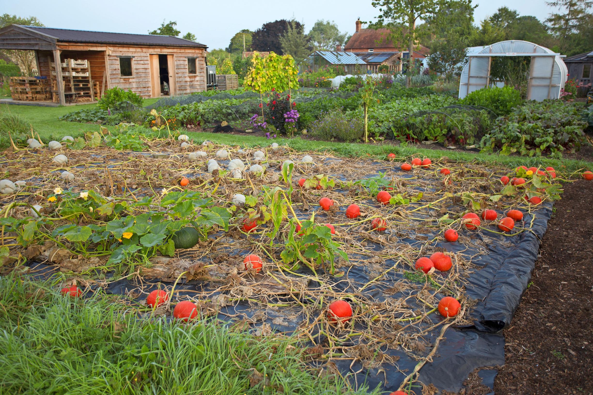 Sometimes Charles covers a new bed overrun with weeds using plastic mulch.