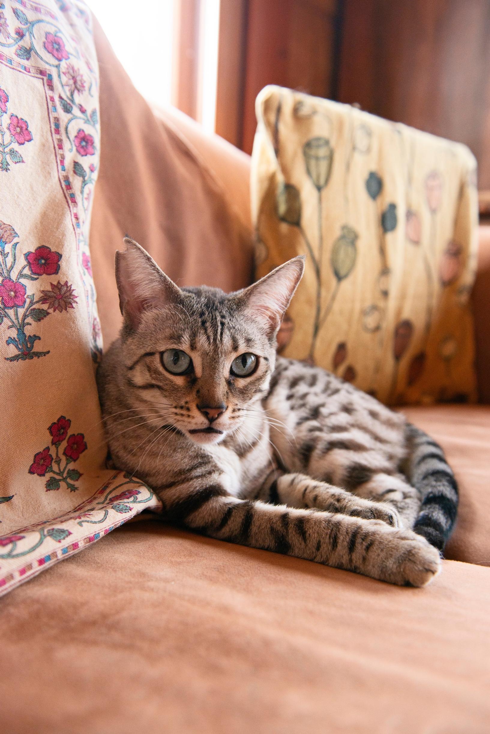 A cat lounges on the sofa