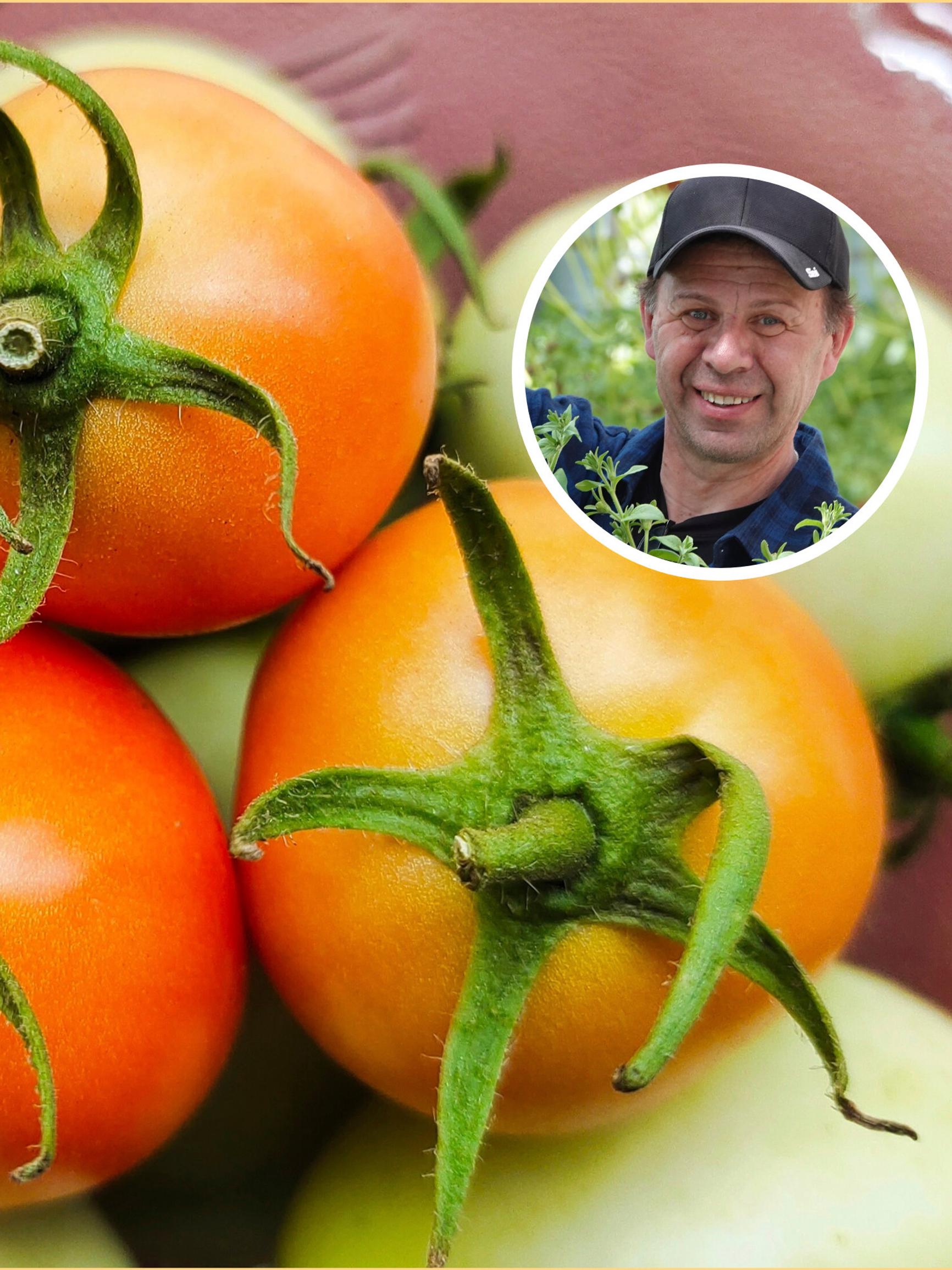 Ripening tomatoes indoors is easy—follow these steps for garden-fresh flavor