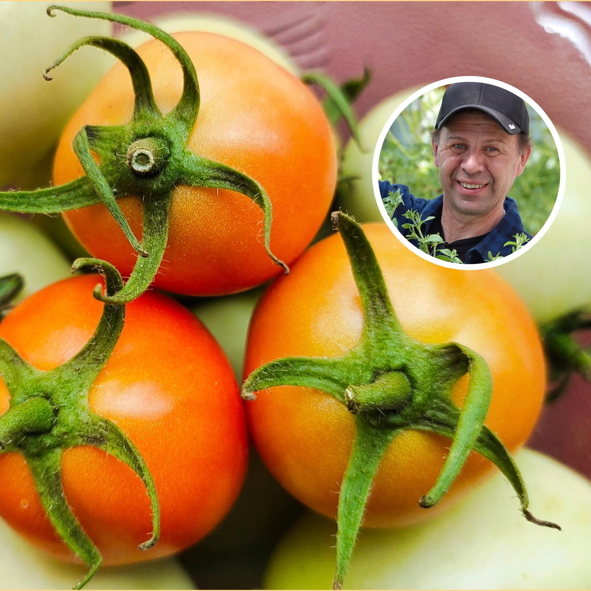 Ripening tomatoes indoors is easy—follow these steps for garden-fresh flavor