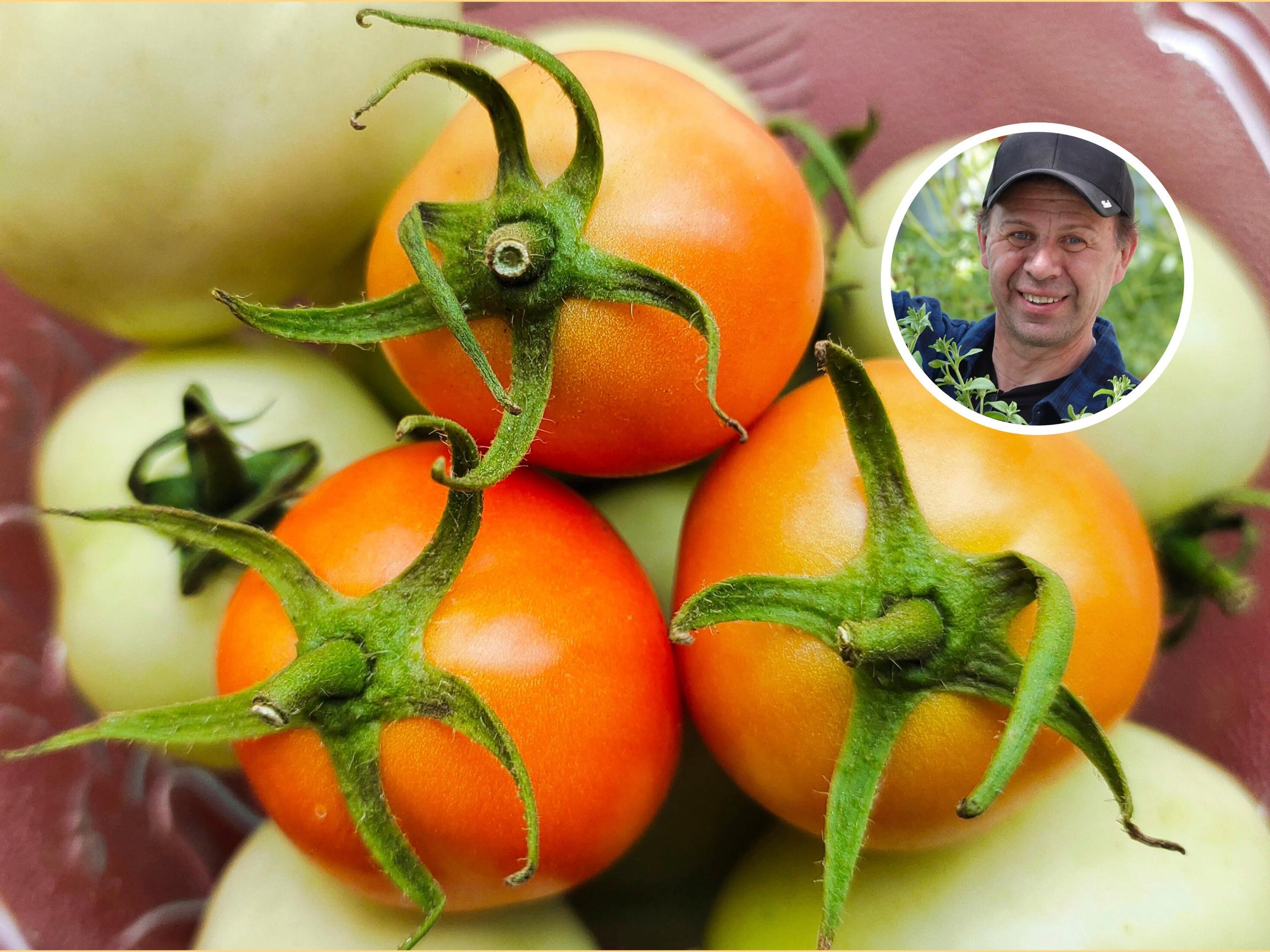 Ripening tomatoes indoors is easy—follow these steps for garden-fresh flavor