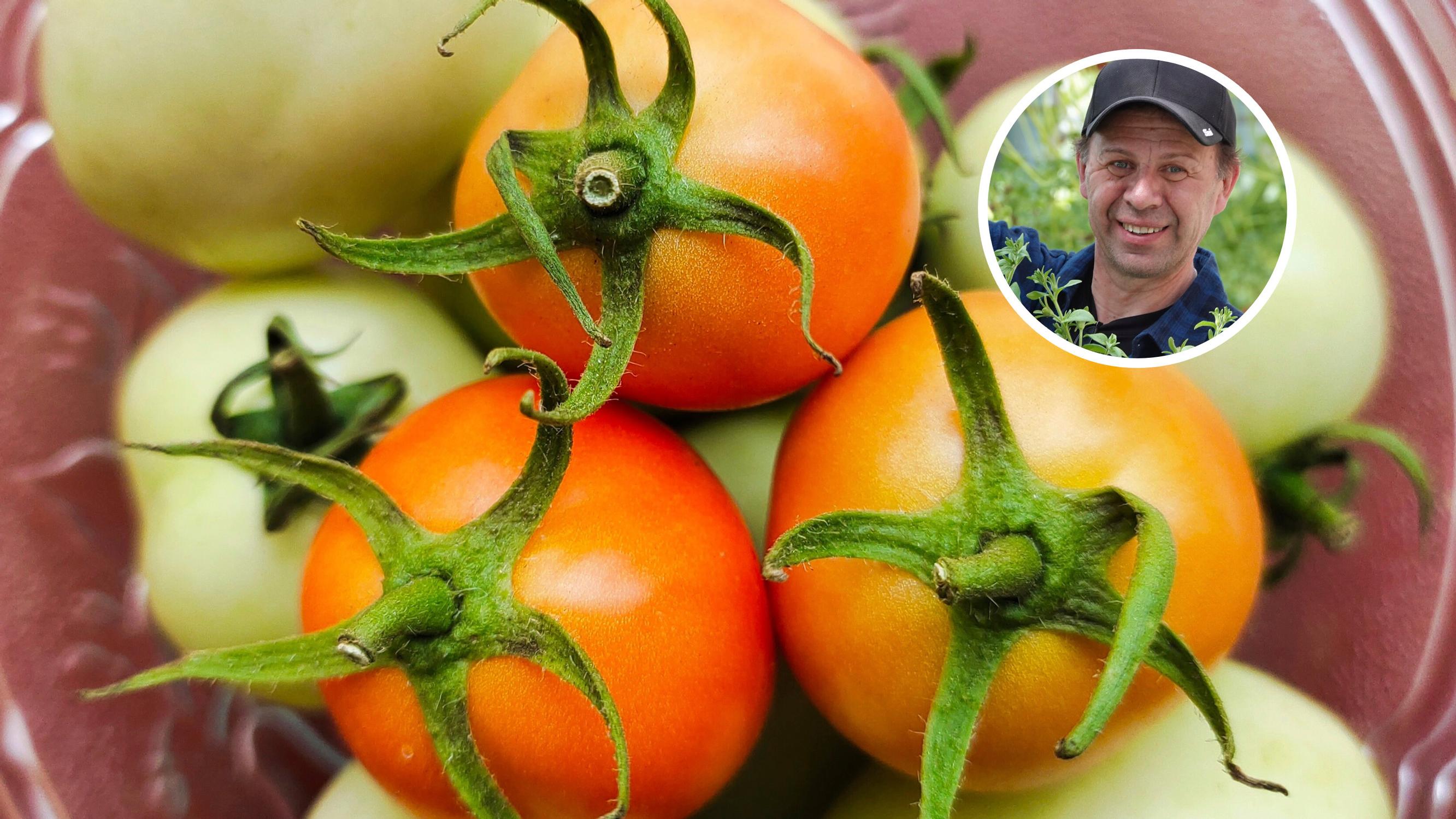 Ripening tomatoes indoors is easy—follow these steps for garden-fresh flavor