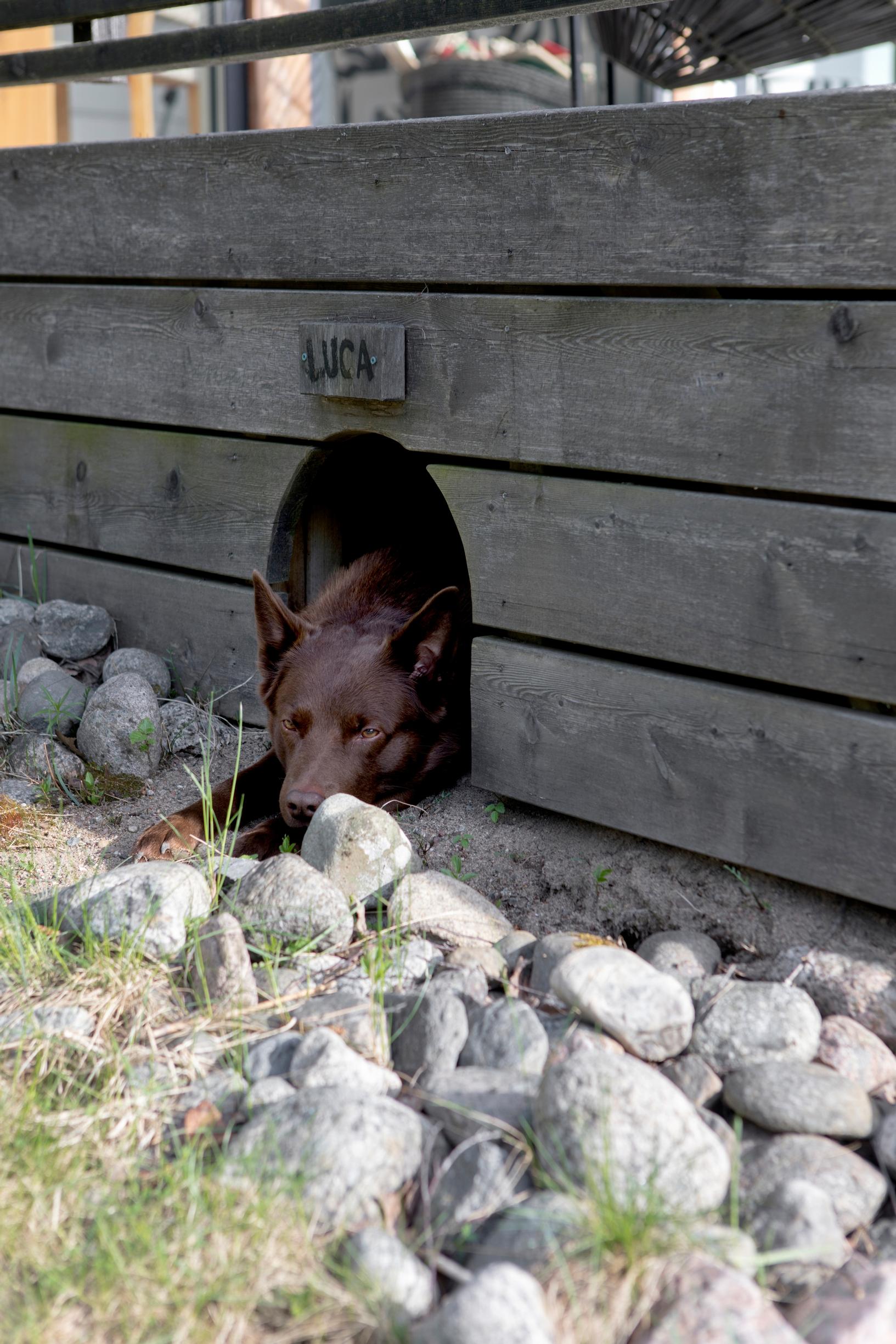 The family’s pet dog Luca rests in the doghouse