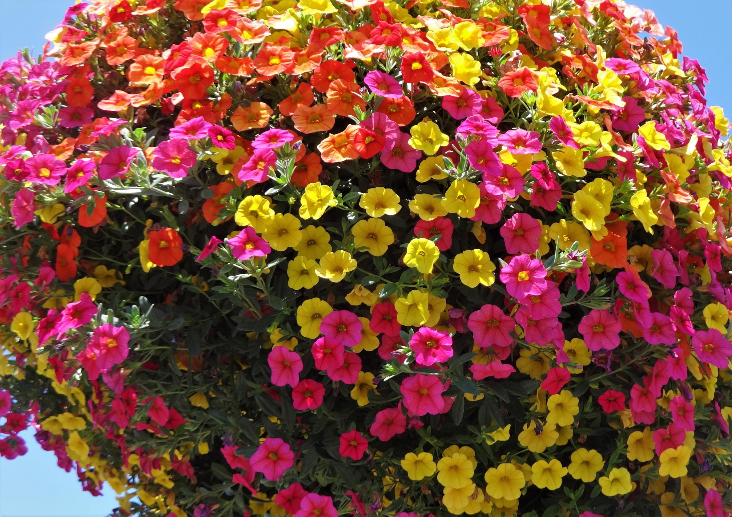 hanging basket flowers: million bells