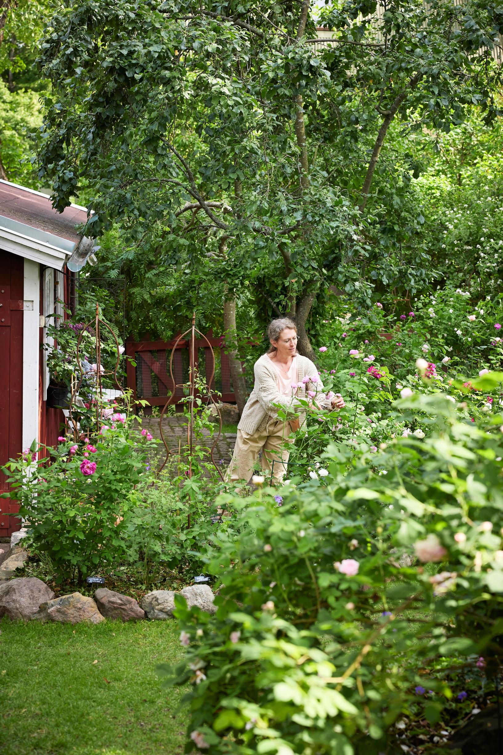 Päivi’s rose garden