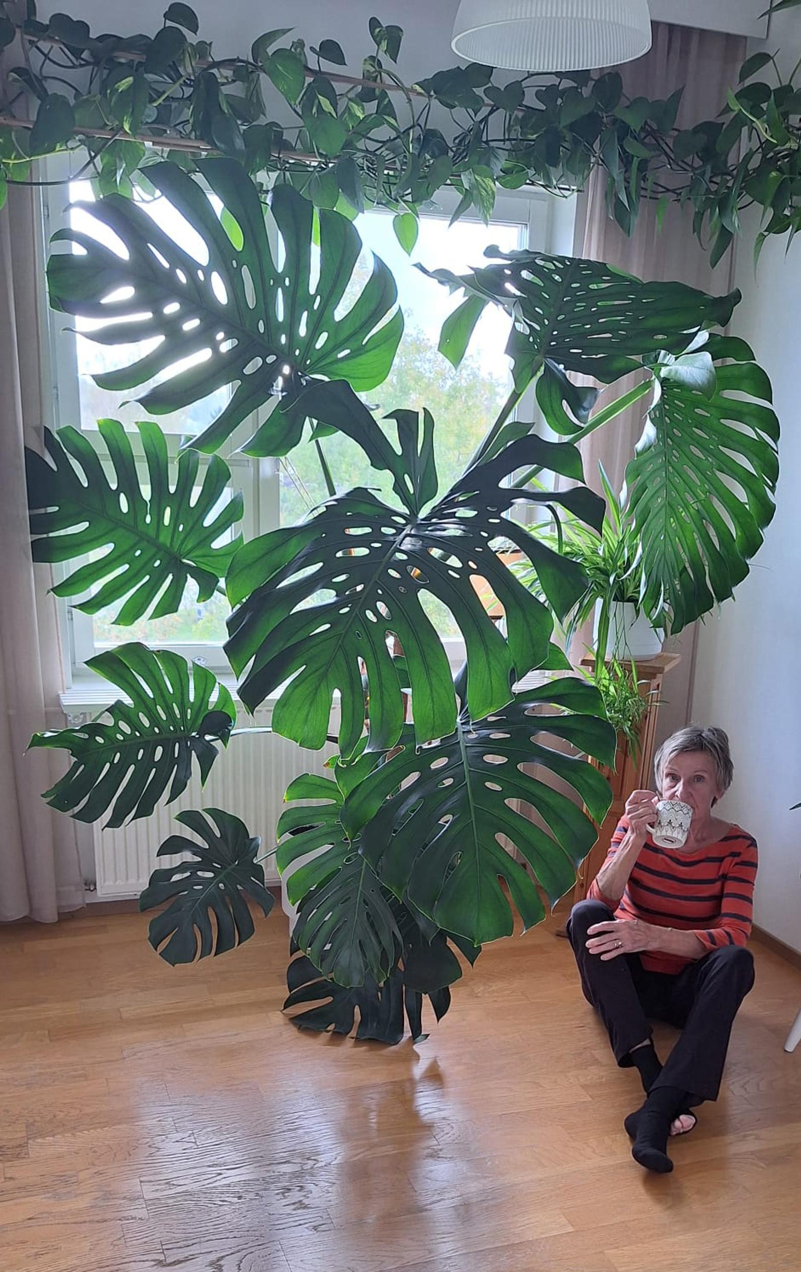 A gigantic monstera