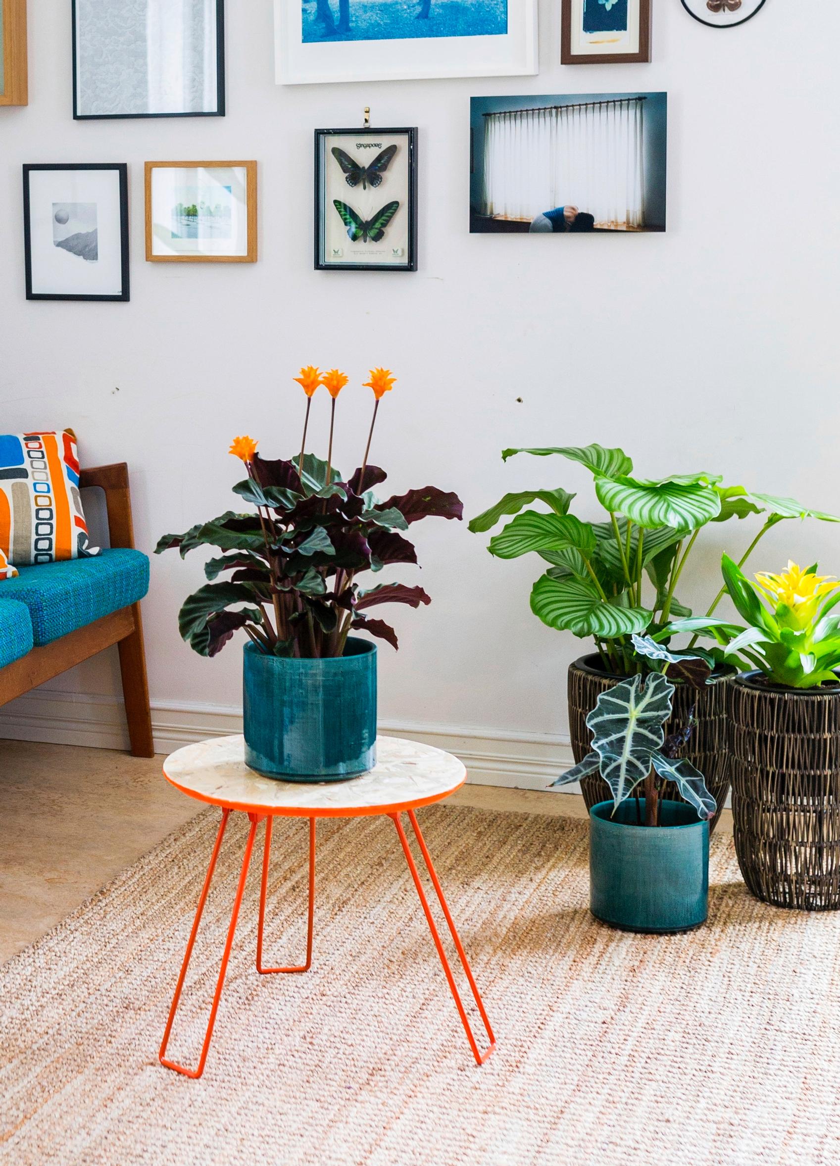 growing calathea