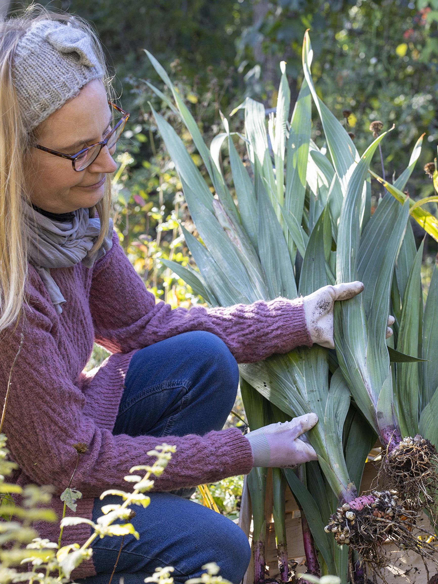 Gladiolus overwintering: when to lift corms and how to store them