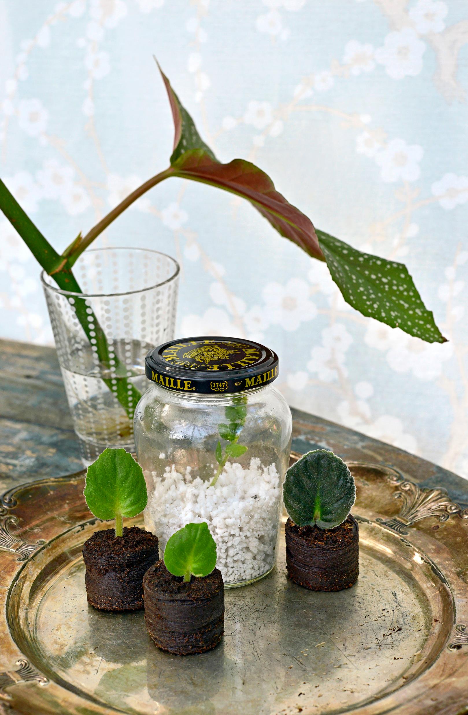 growing plant cuttings