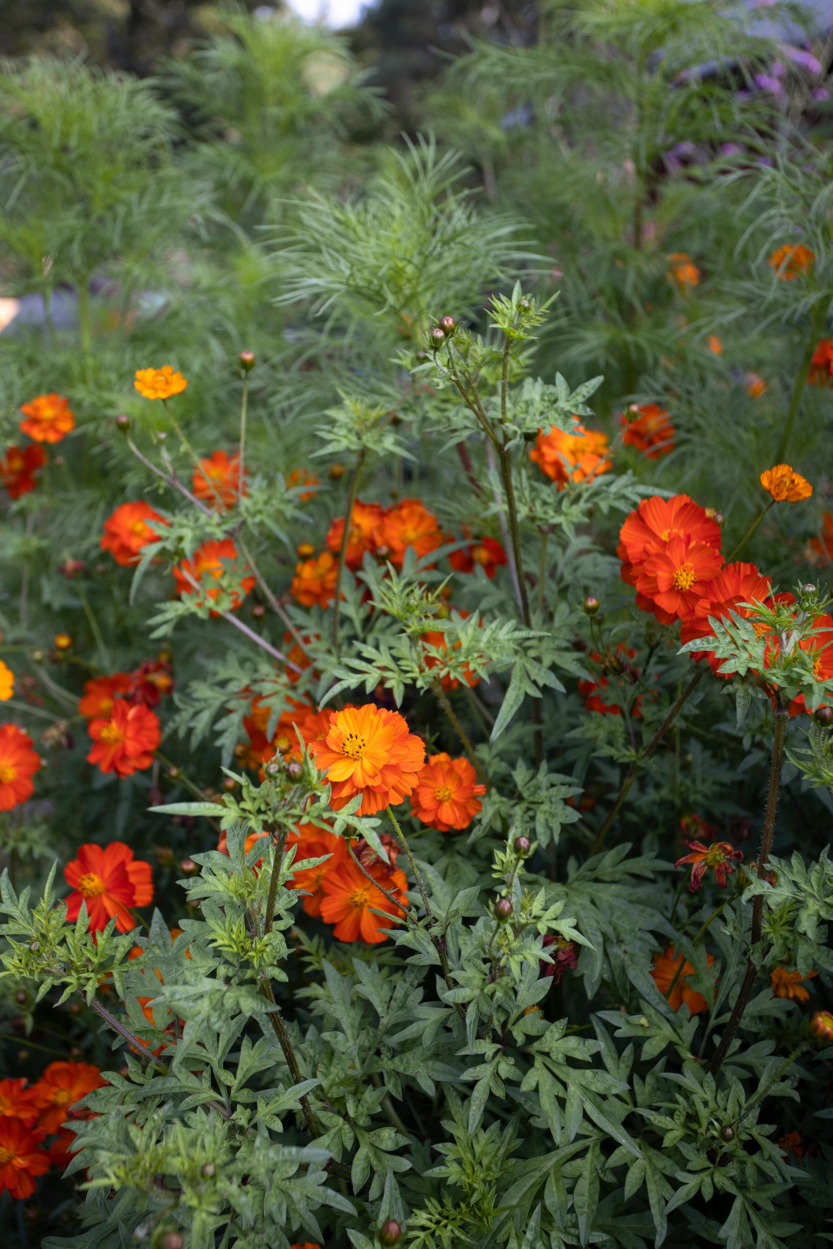 Yellow cosmos