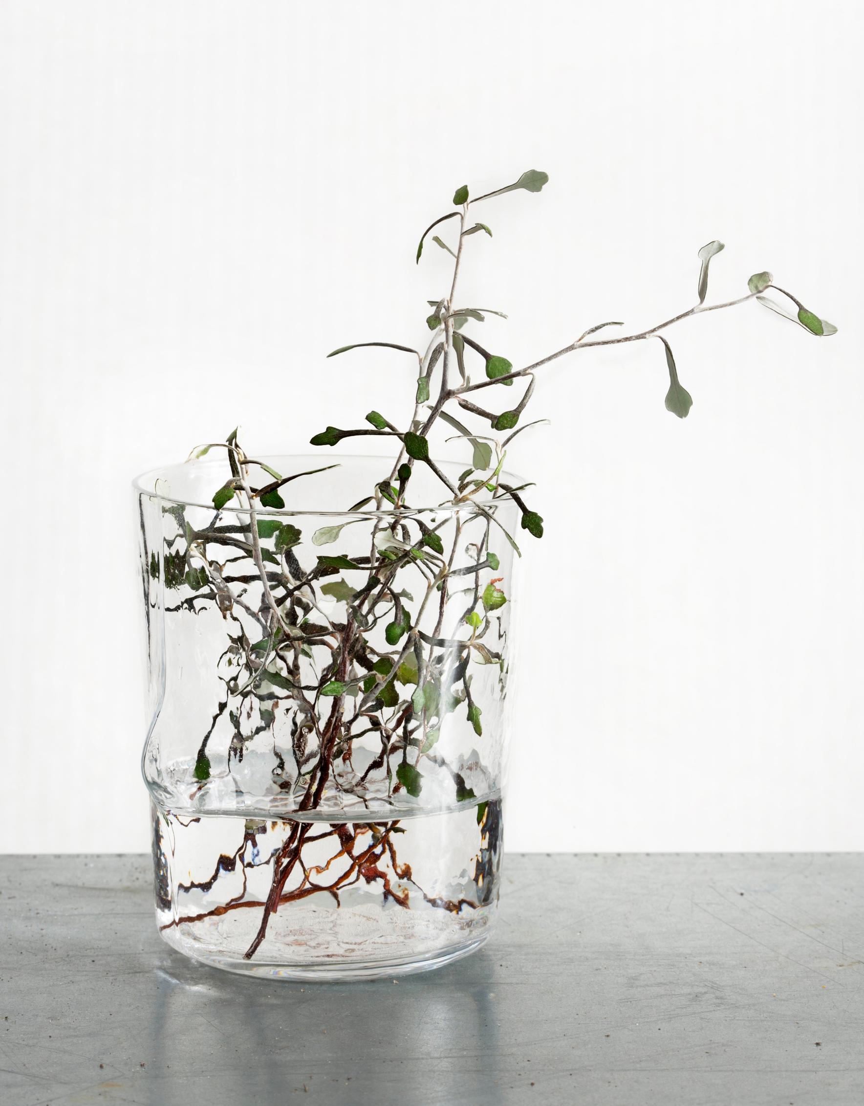 Corokia cotoneaster cuttings