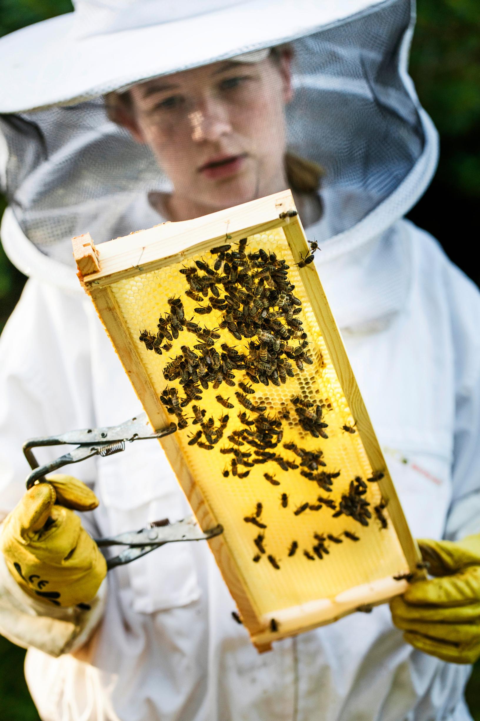 dark bees