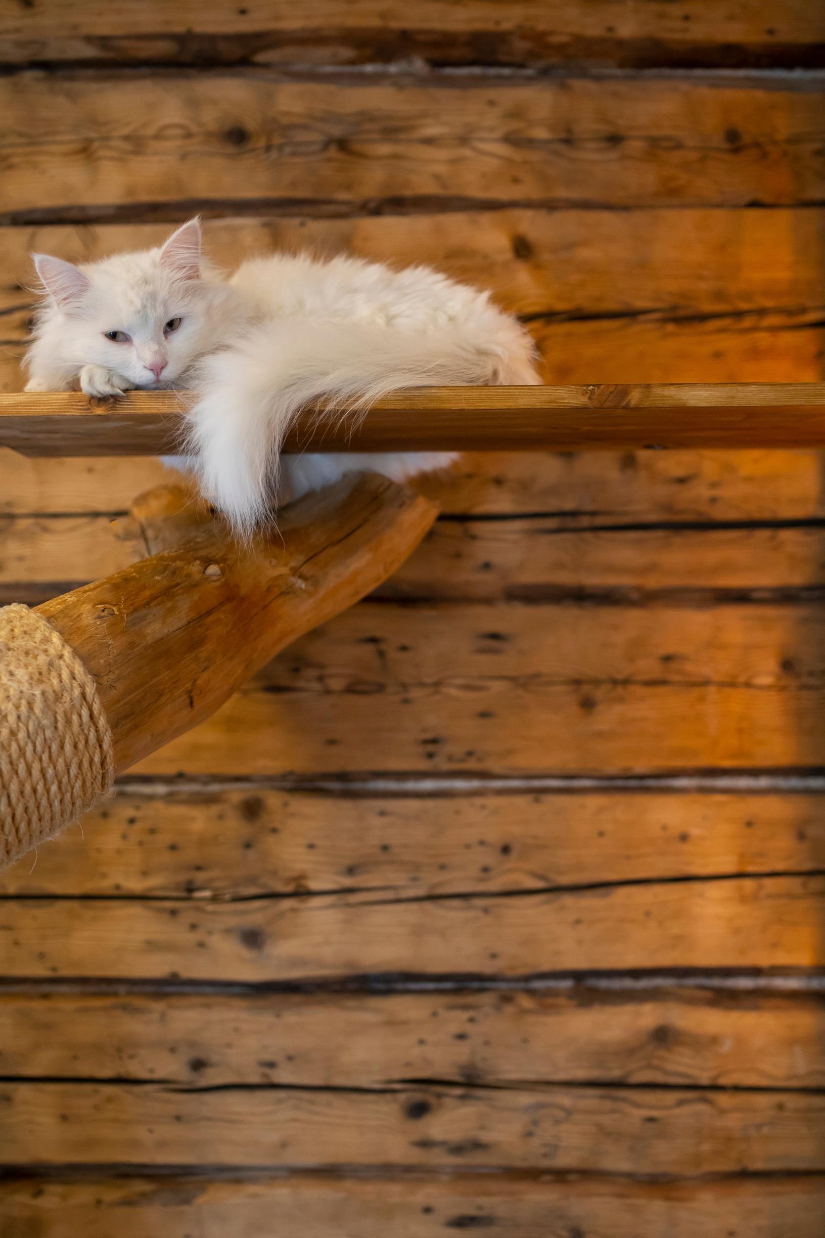 A cat in front of a log wall