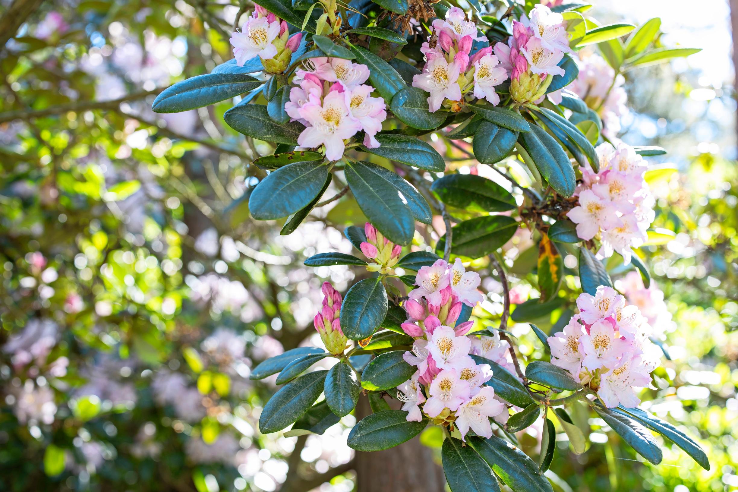 A rhododendron’s bud color differs from the opened bloom