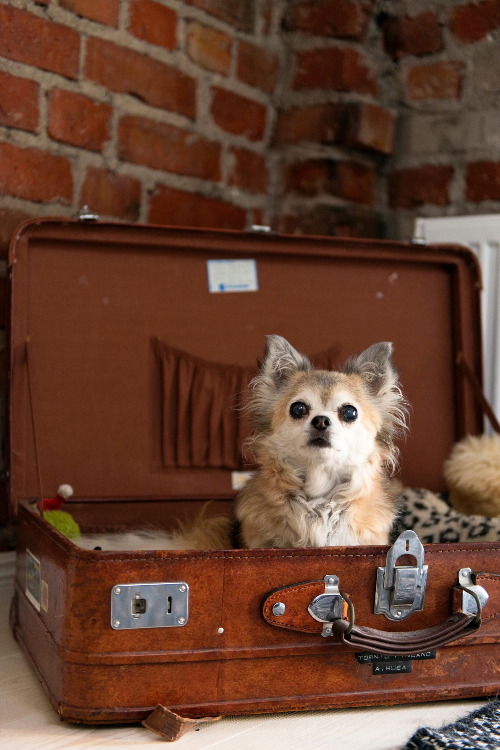 Photo of a dog in a suitcase.