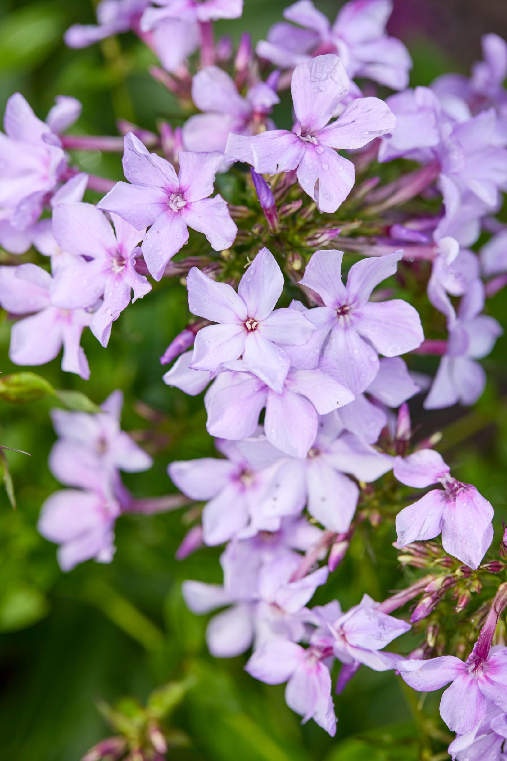 fall phlox varieties