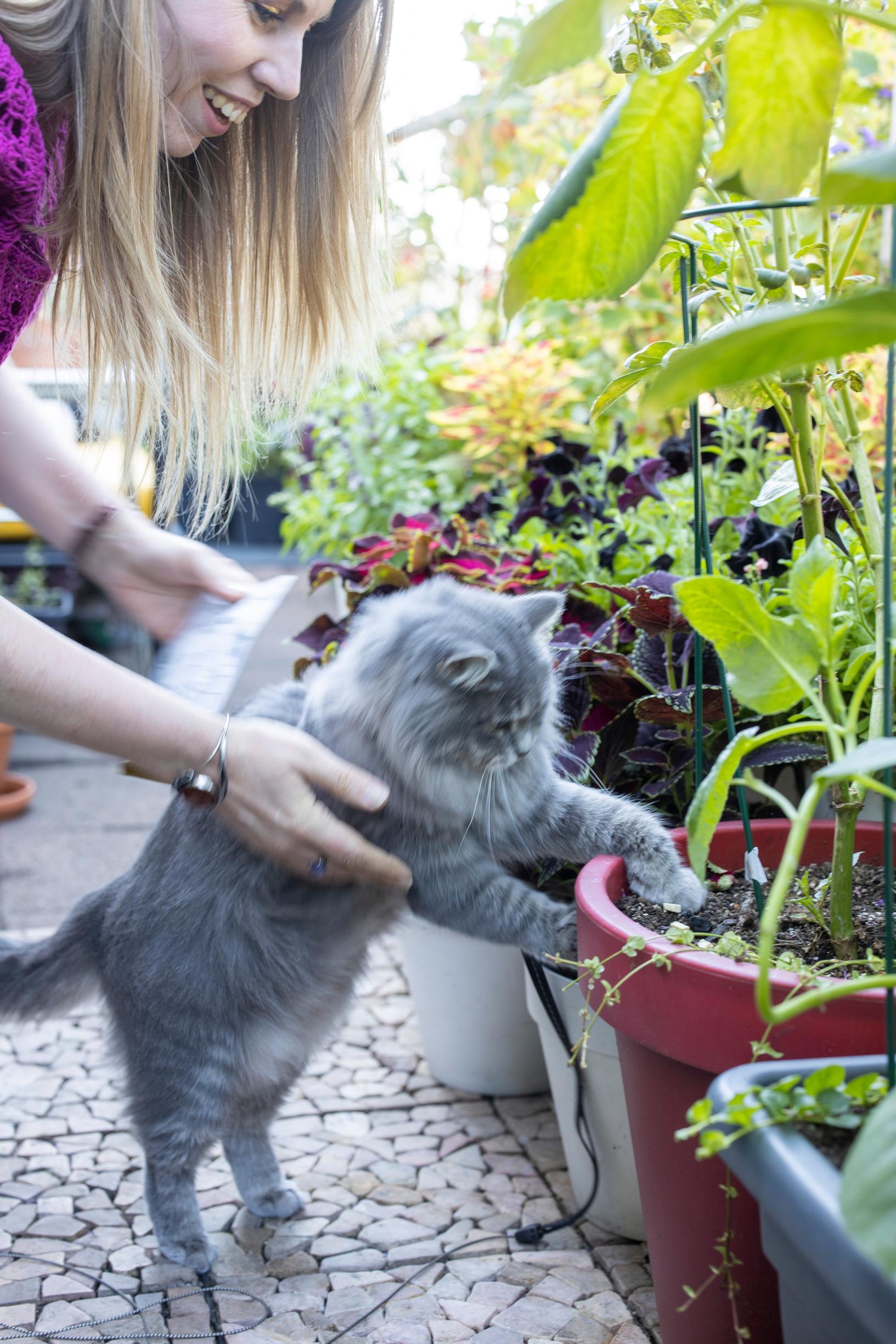 Balcony garden: Cat exploring a plant