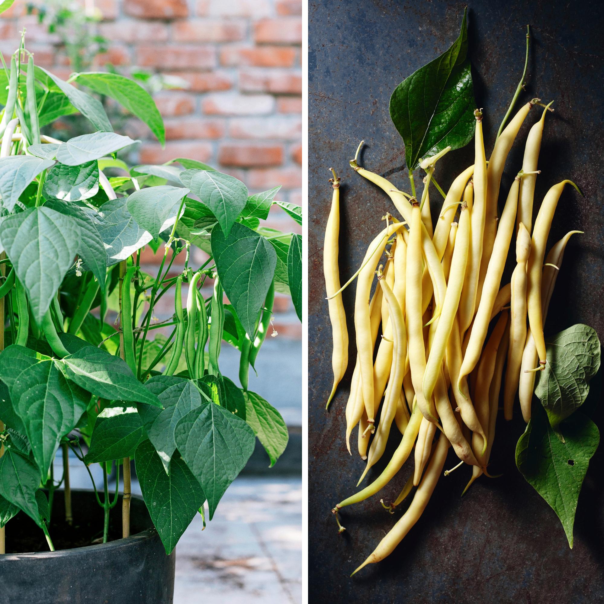 10 reasons to love (and grow!) beans