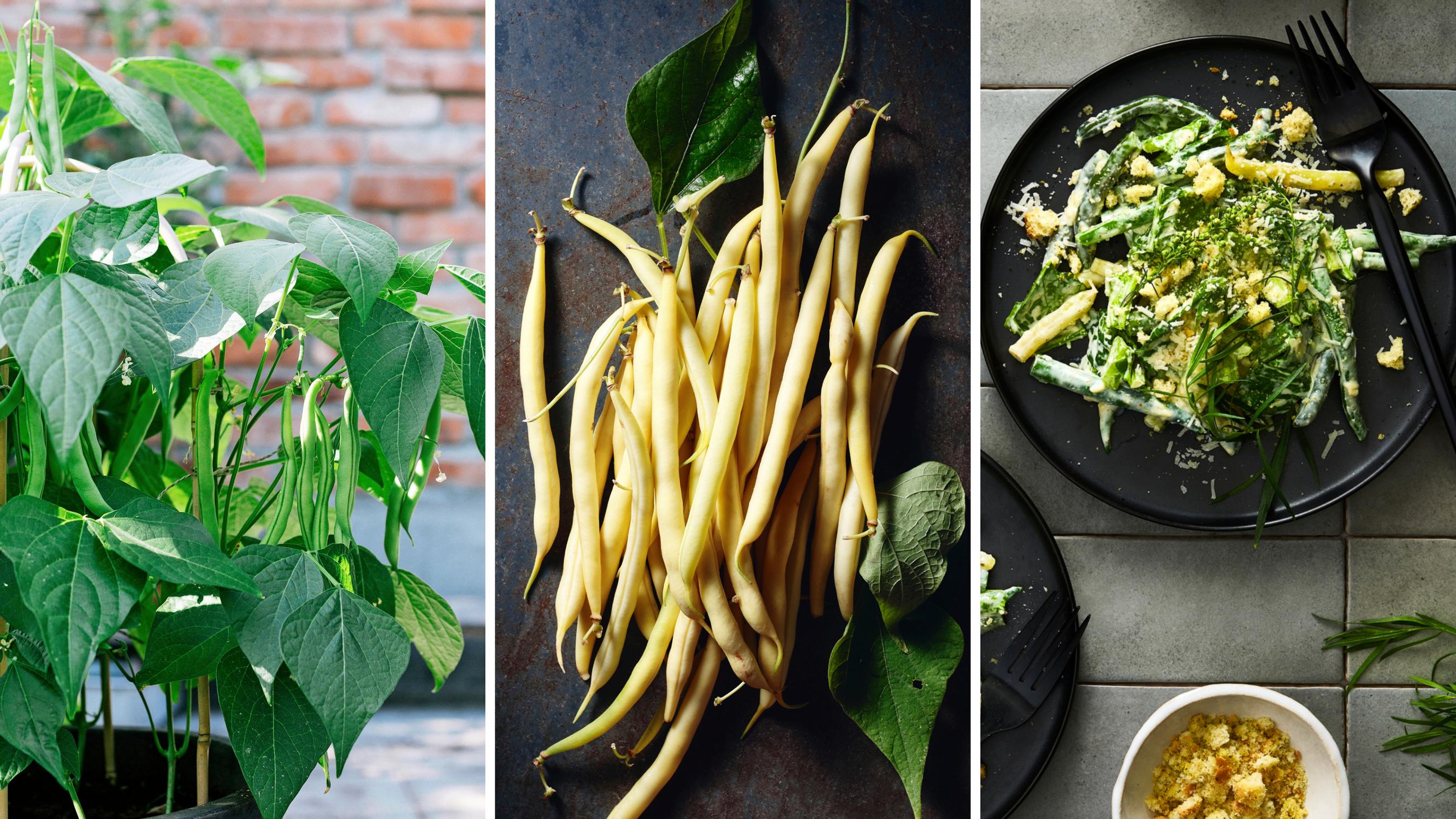 10 reasons to love (and grow!) beans