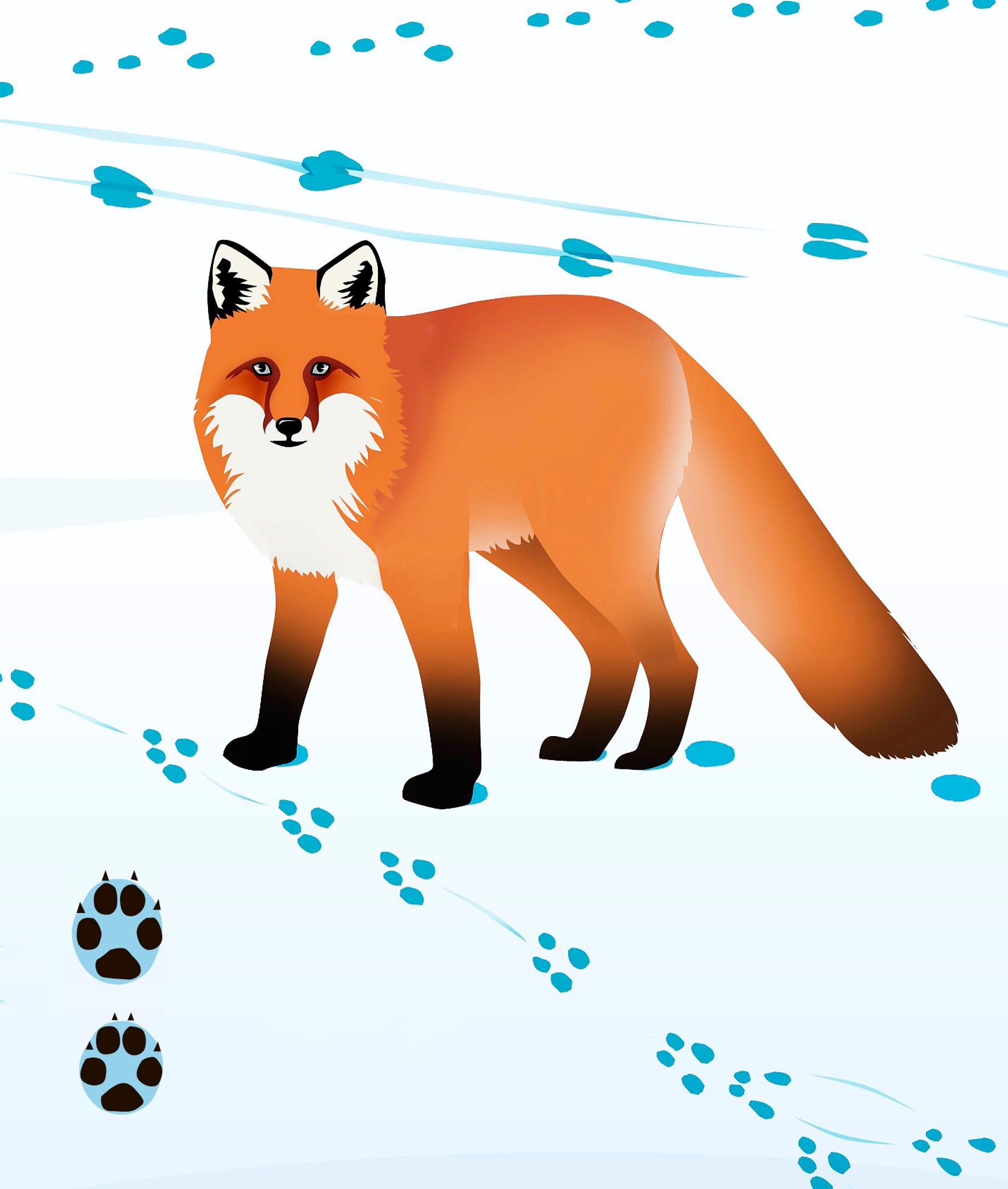 Fox tracks in the snow