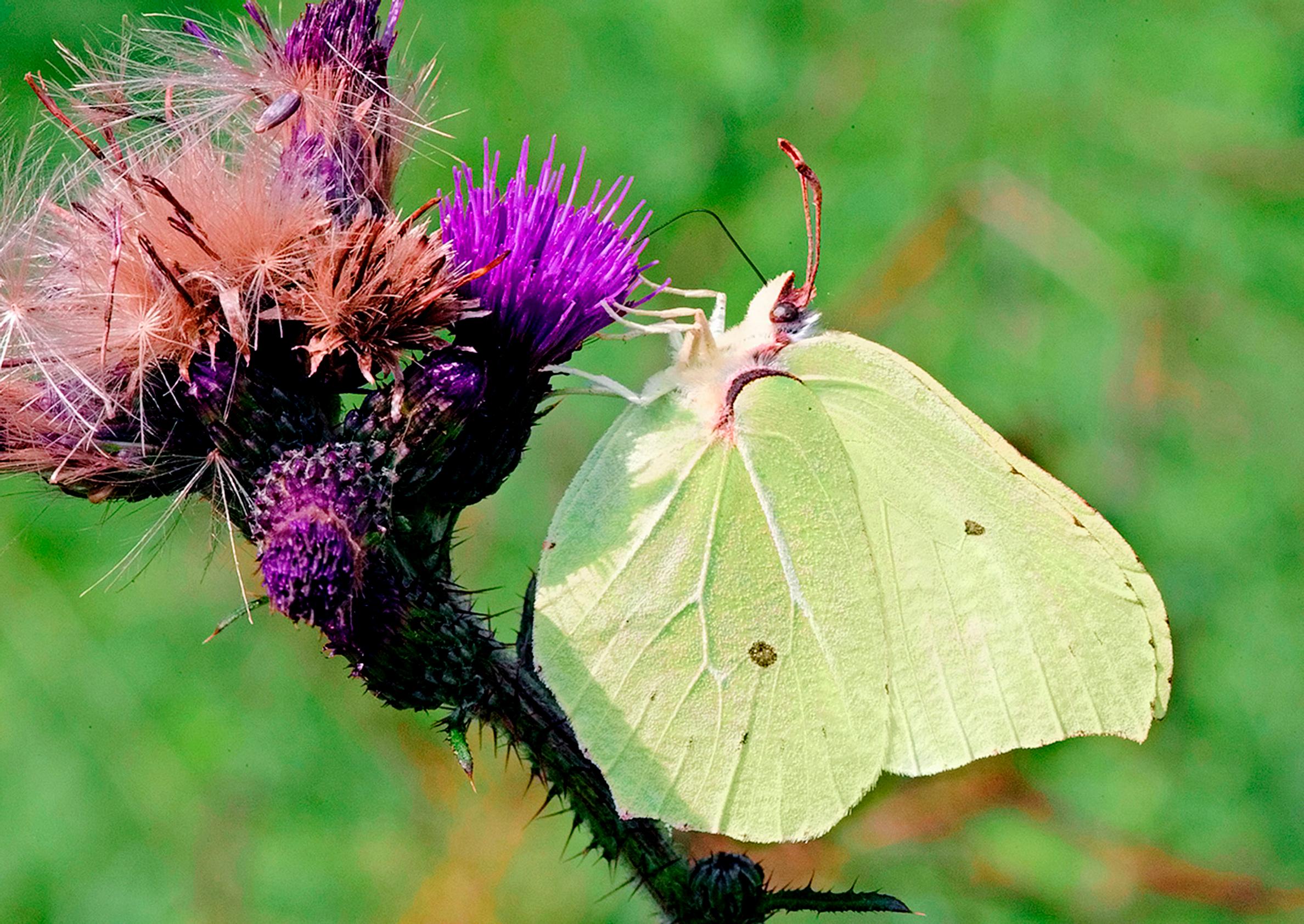 Brimstone butterfly