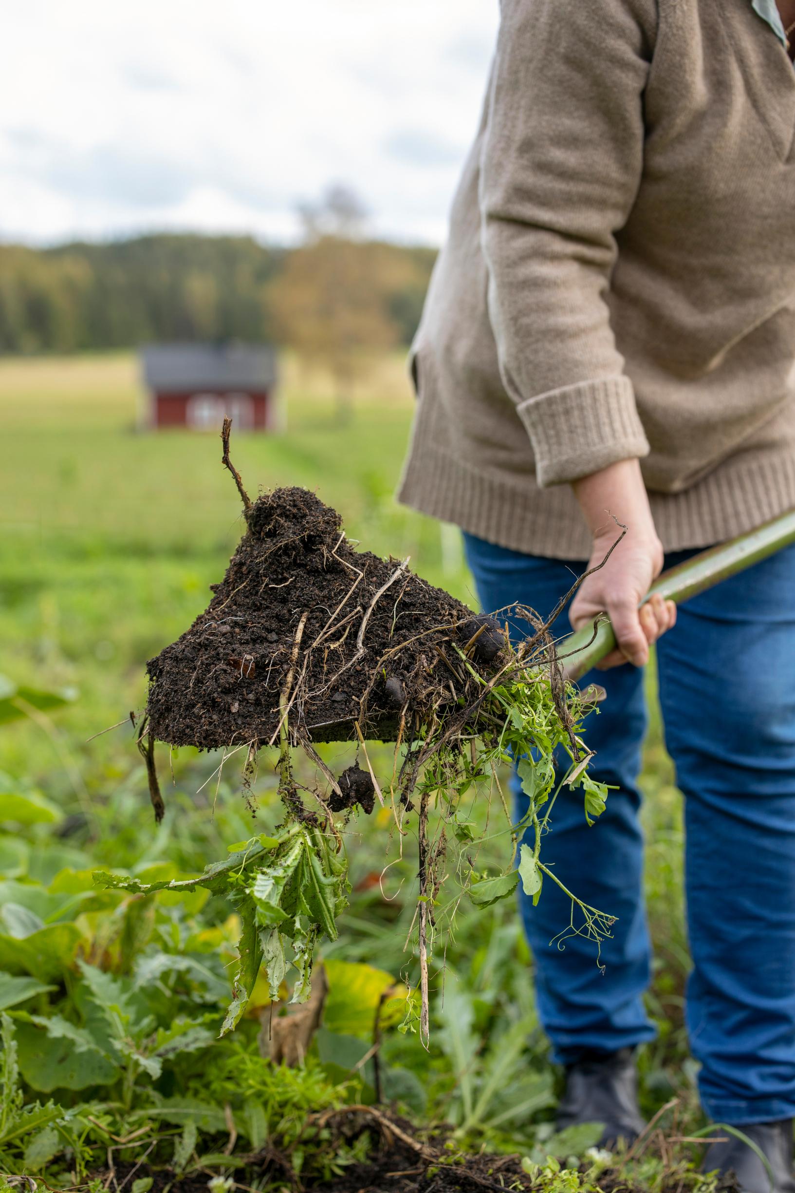 green manure crops in the vegetable garden
