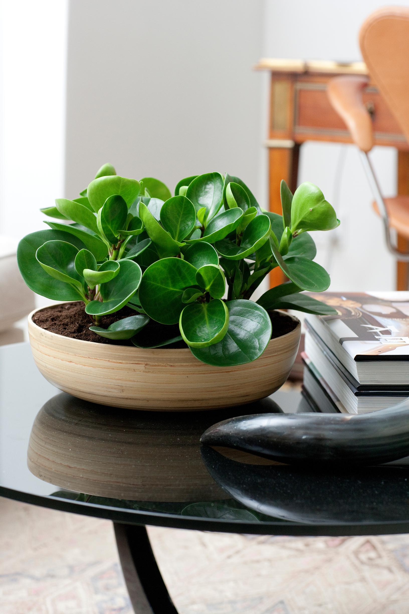 peperomia care