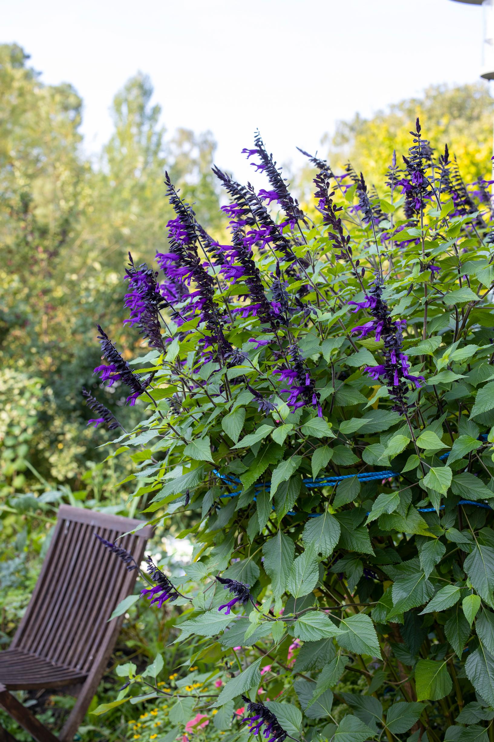 Salvia ‘Amistad’