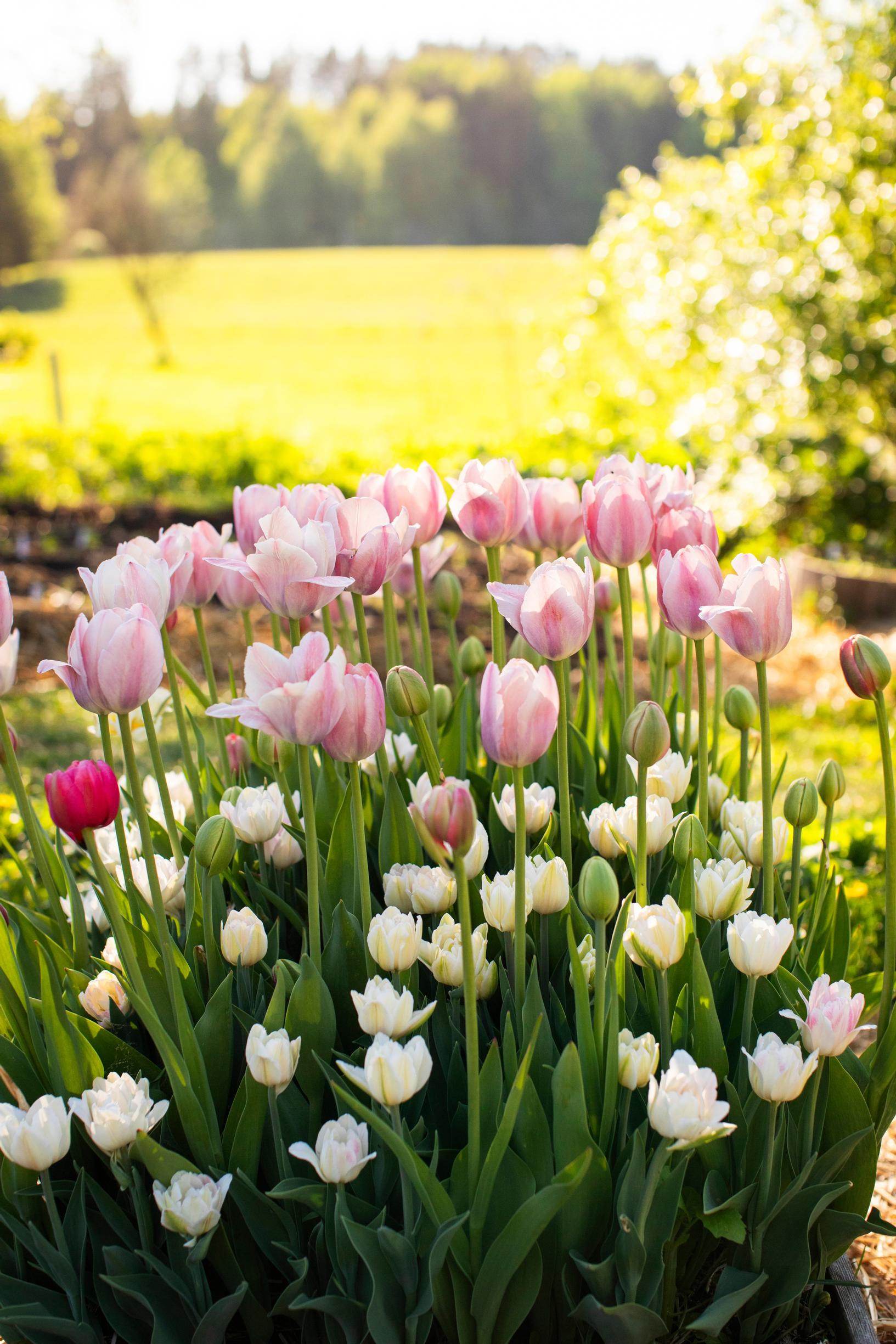 Tulip farming – growing cut tulips: