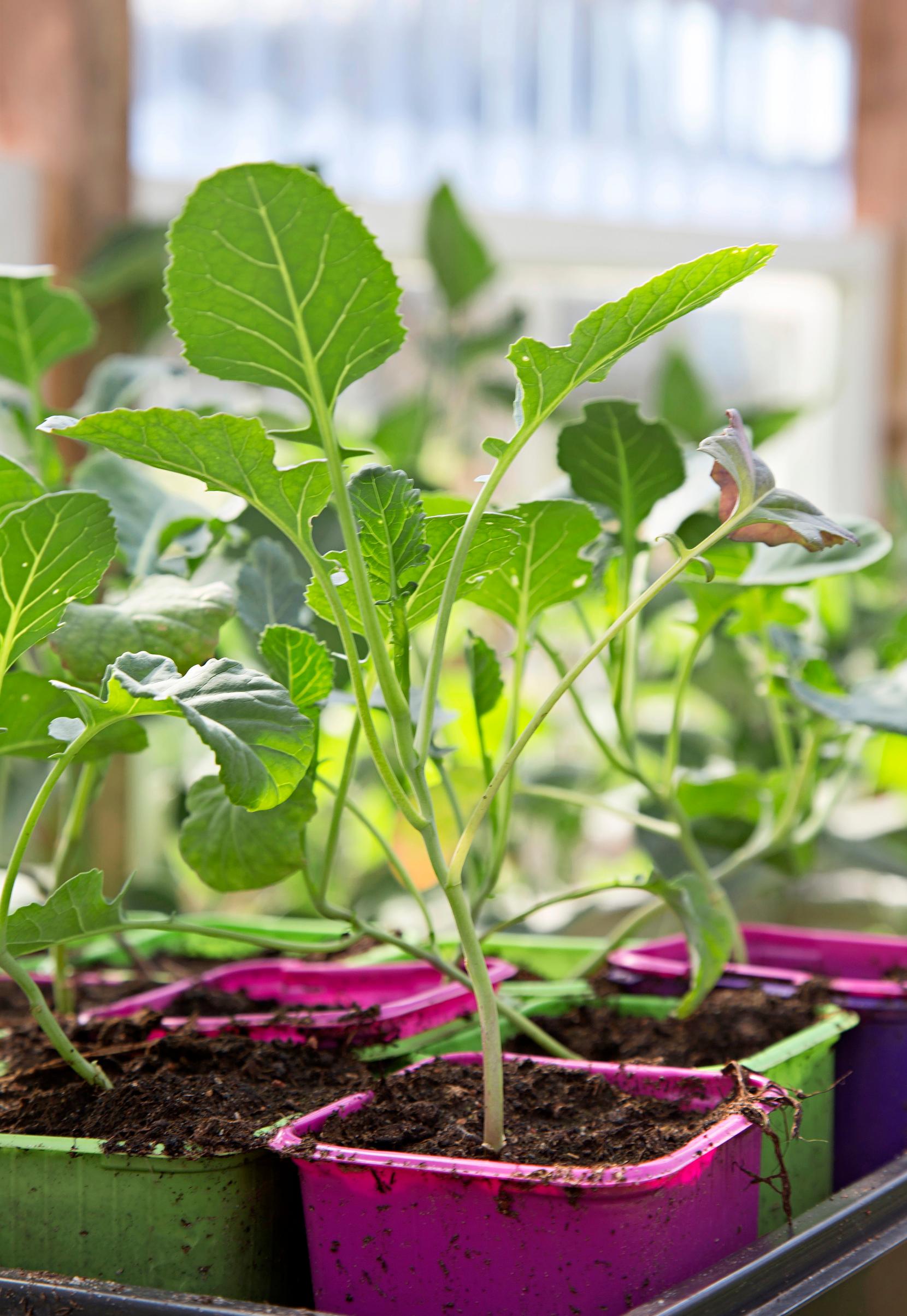 Growing kale: kale seedlings