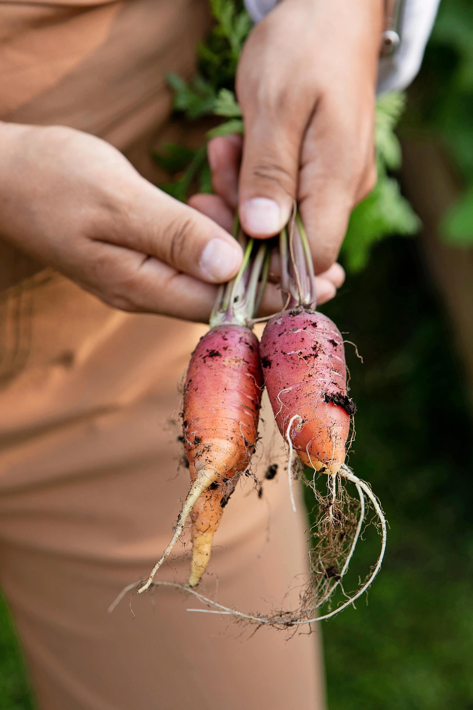 The ‘Longue Rouge Stand’ carrot has a fun ombré look.