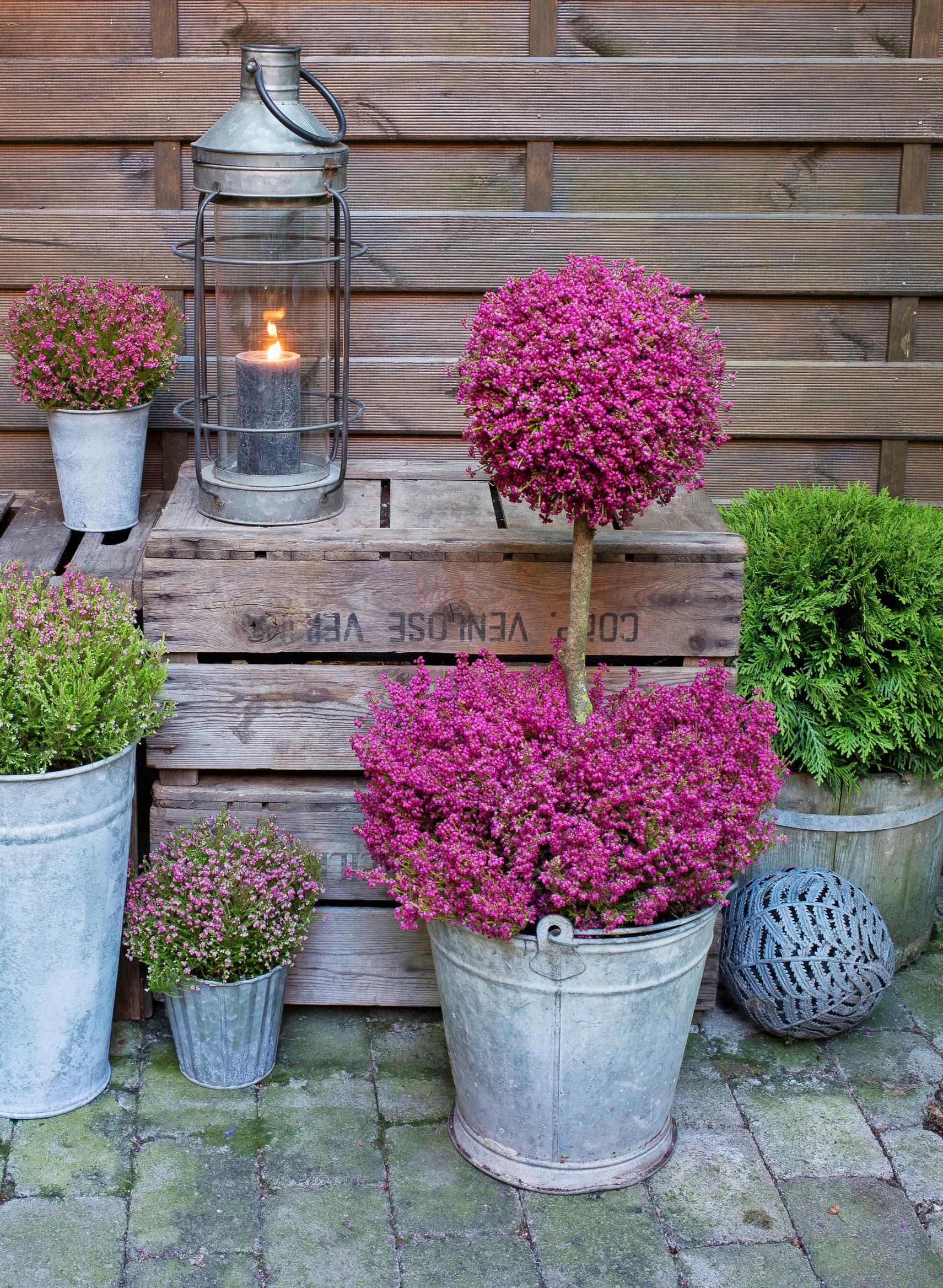 Heather tree