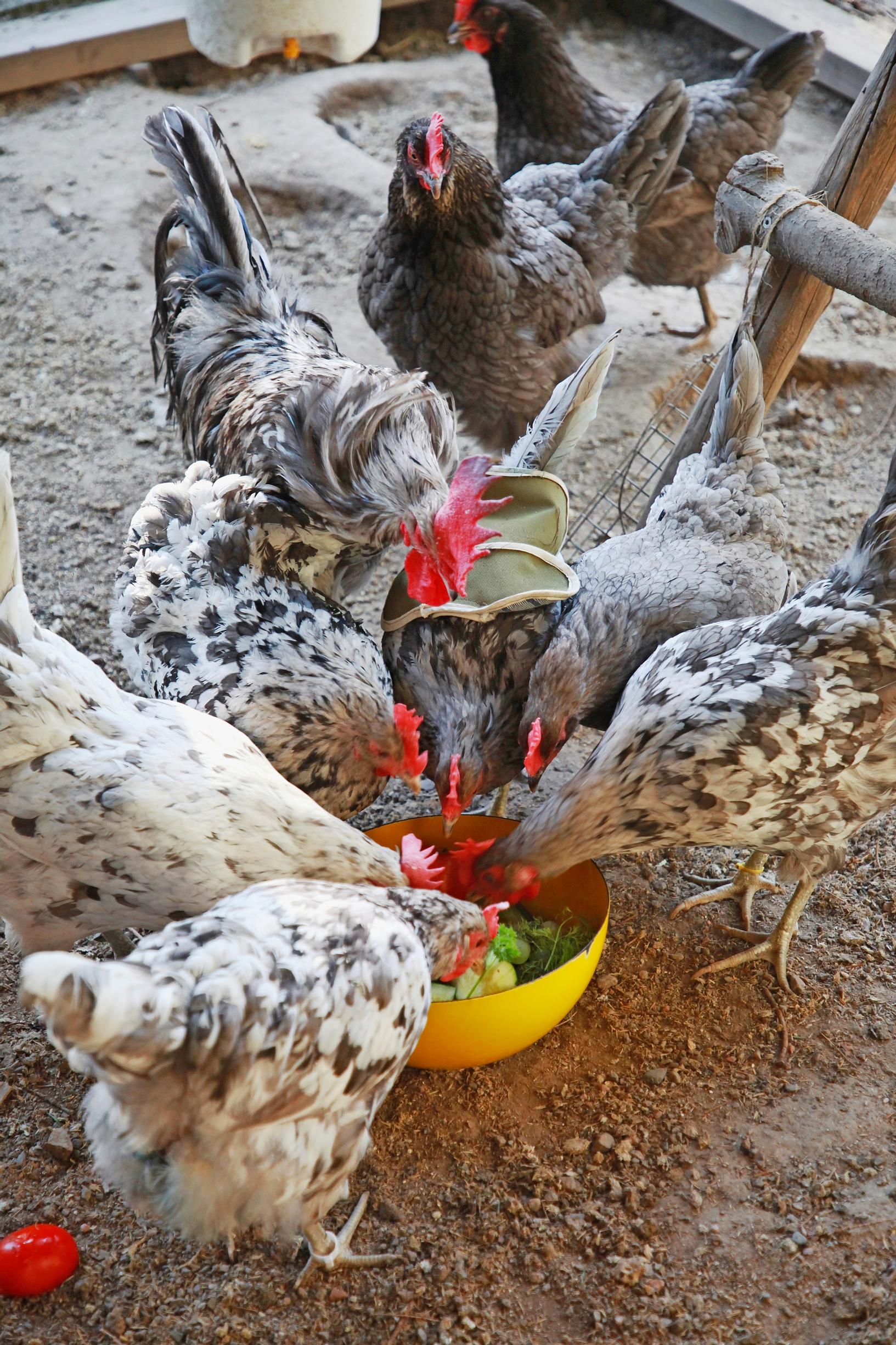 Backyard chicken coop