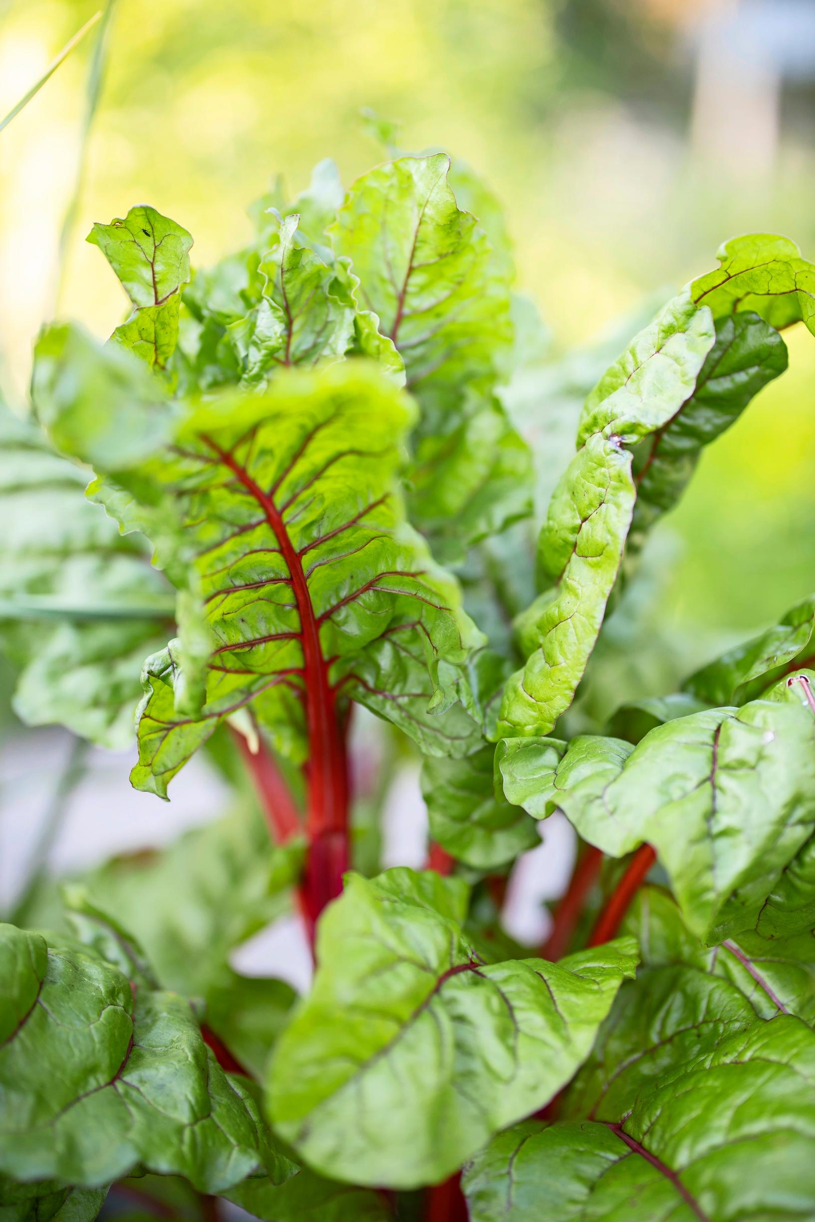 You can keep harvesting the outer leaves of the ‘Rhubarb Chard’ chard all summer long. 