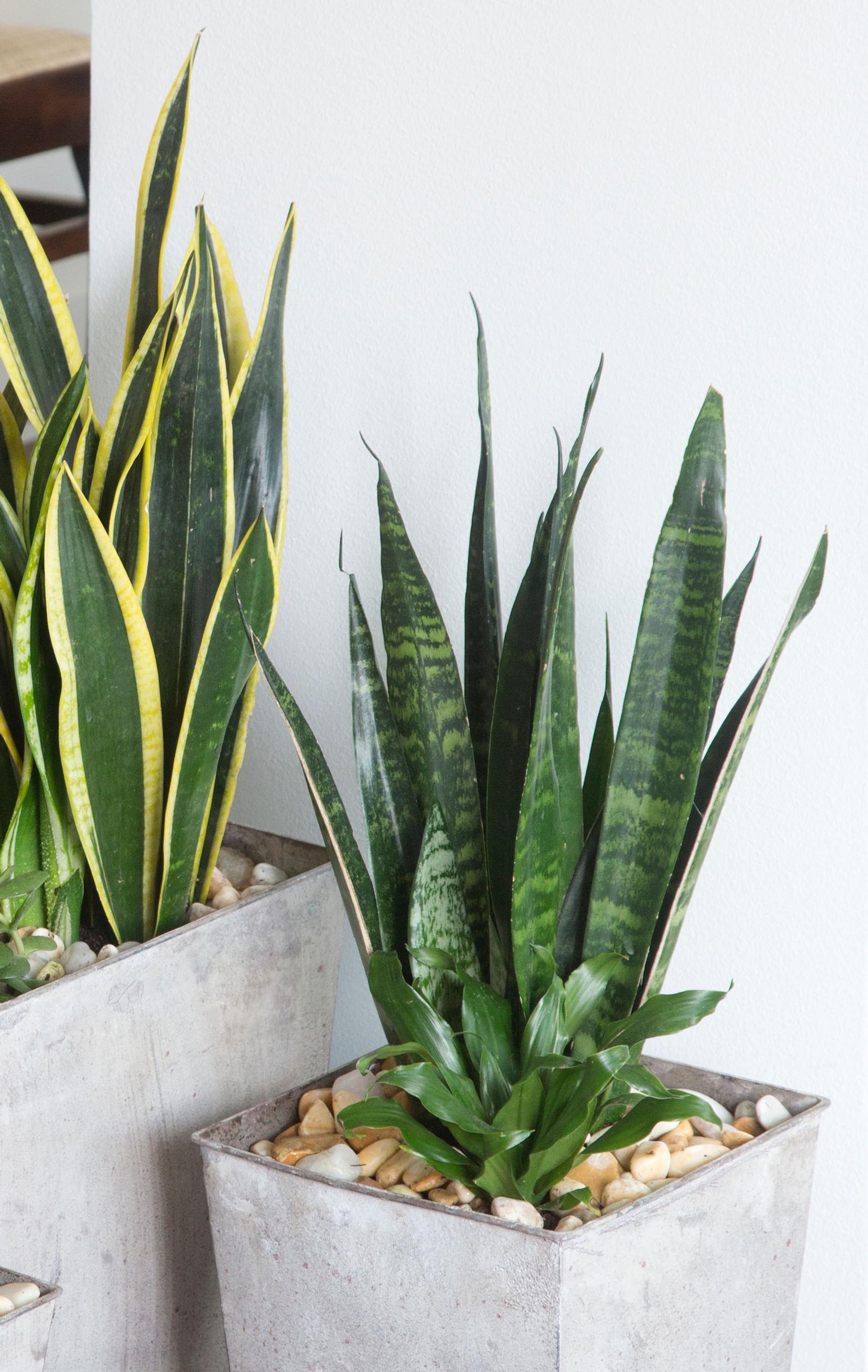 The snake plant is perfect even for beginner plant enthusiasts—tips for growing and care