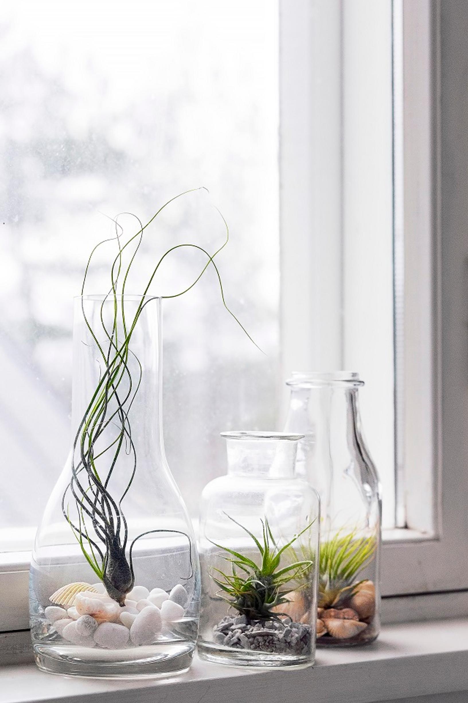 air plants care
