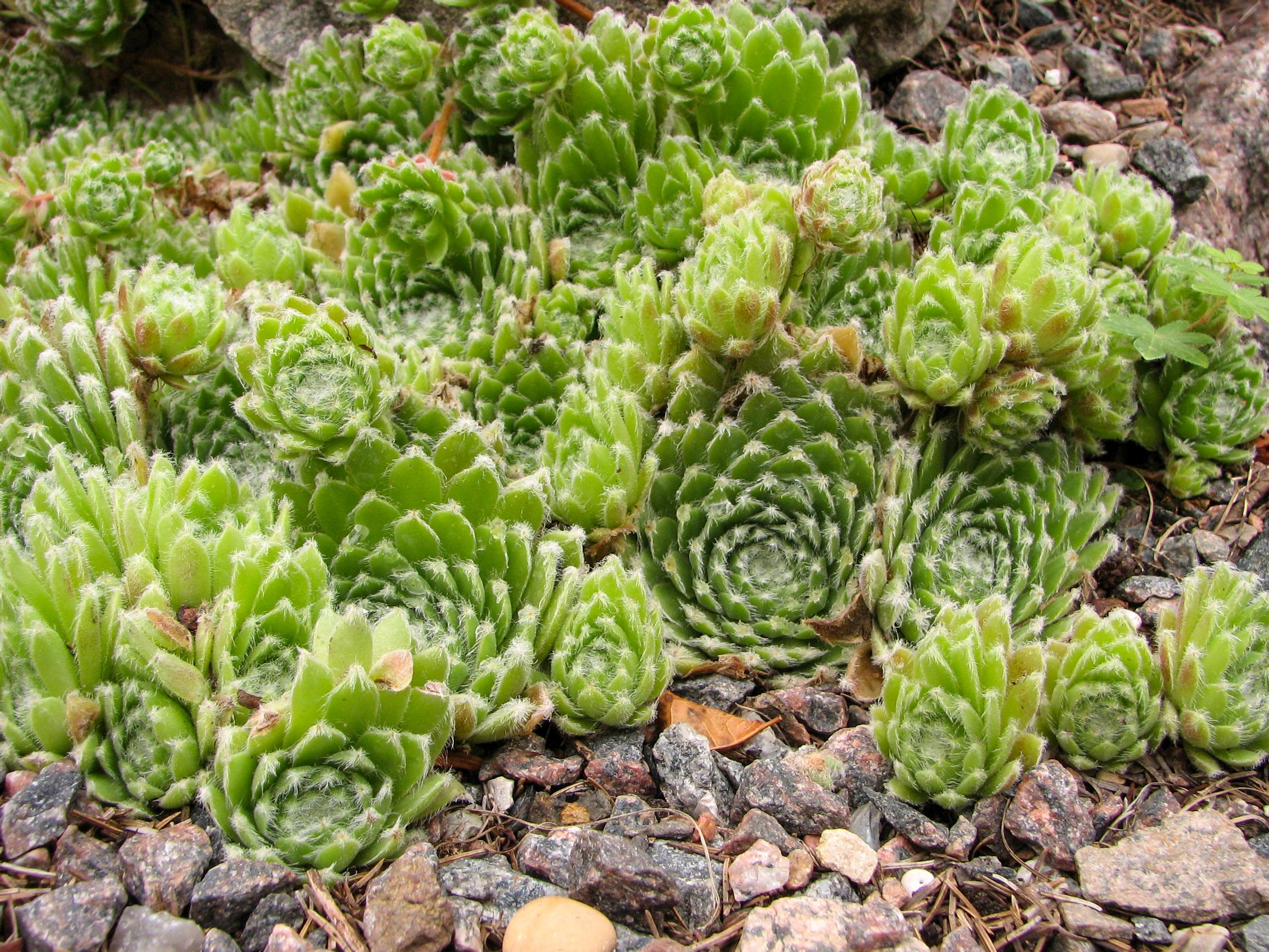 Bearded houseleek