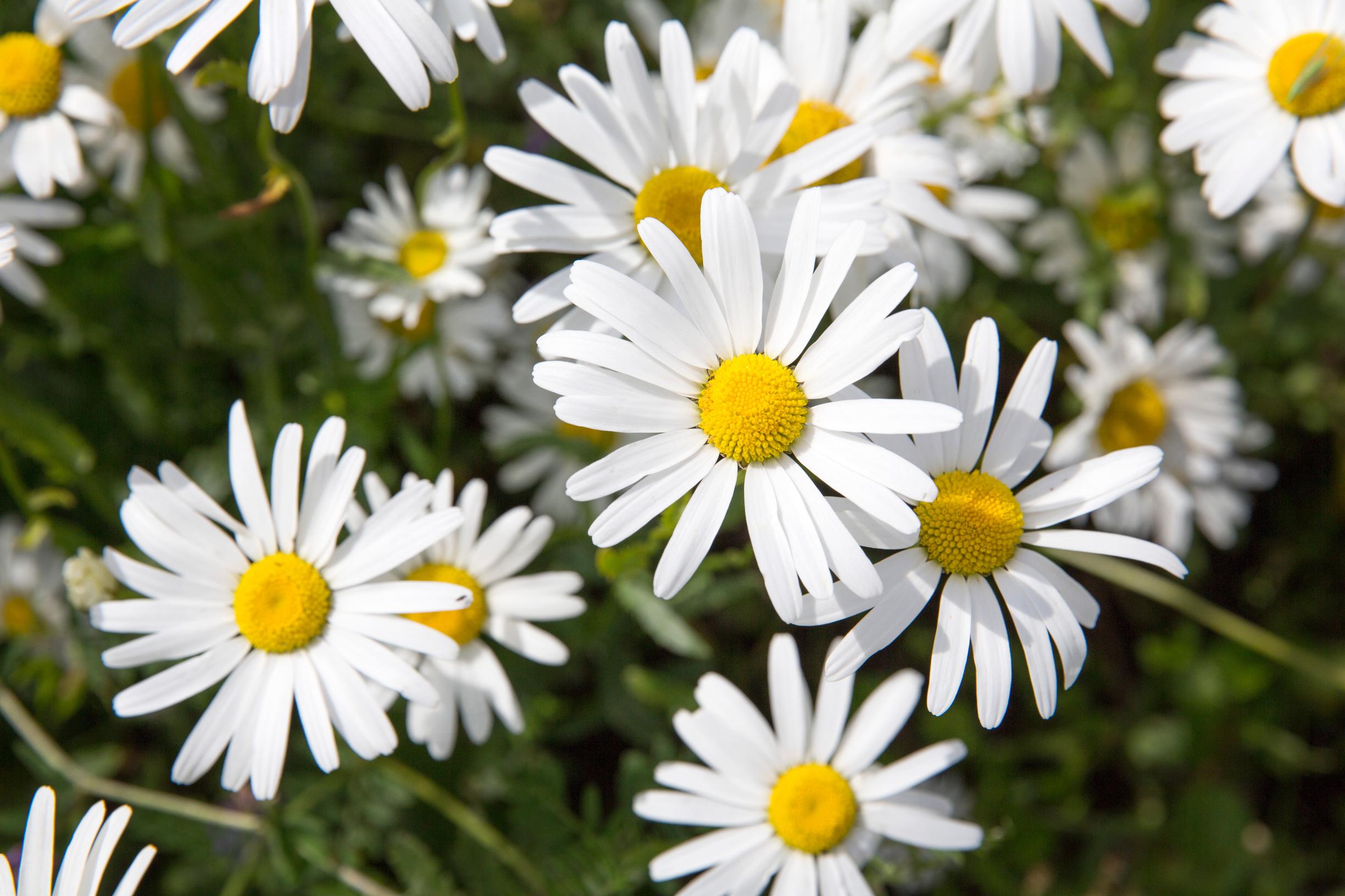 How to care for a daisy: wild daisy