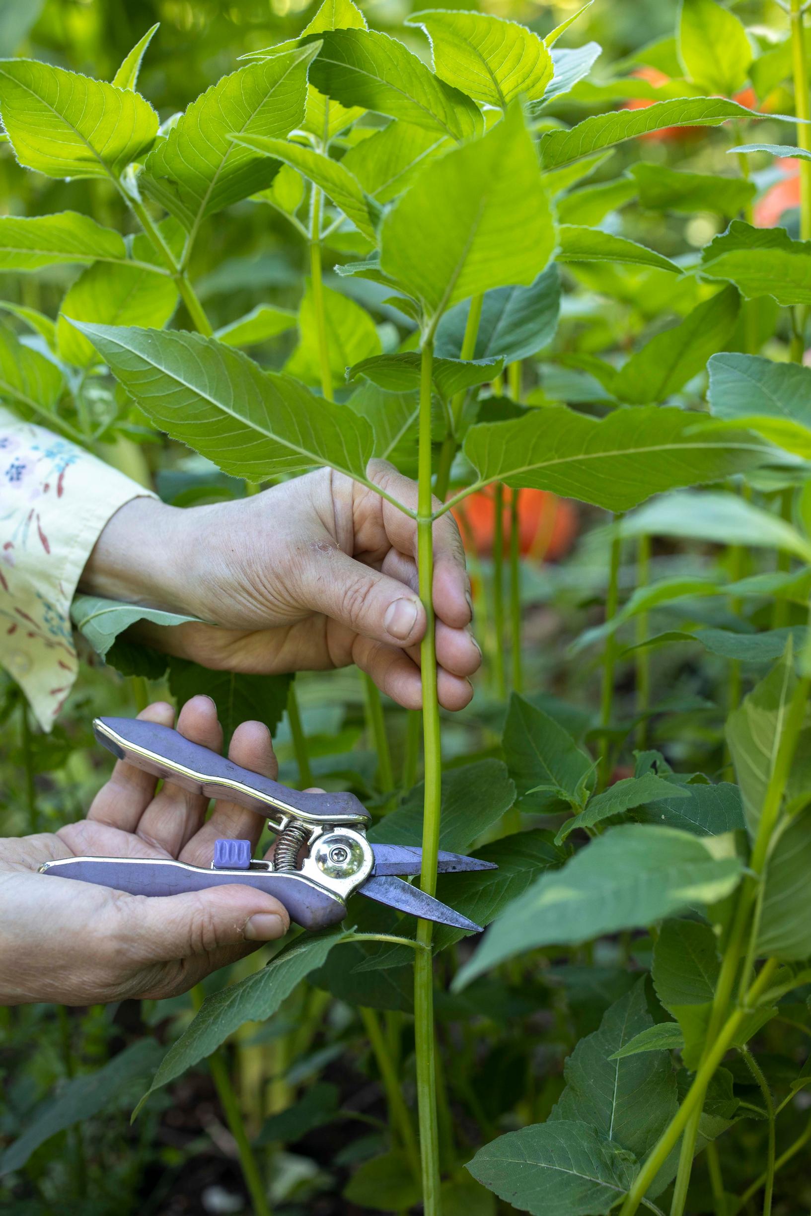 Propagating perennials from cuttings