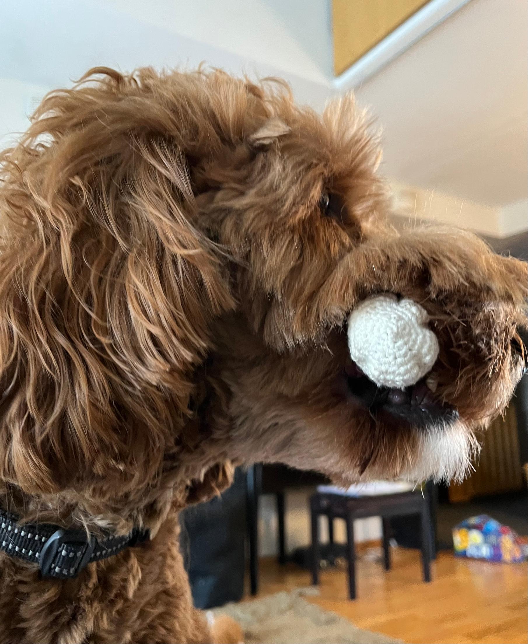 Australian Labradoodle Aku with his crochet toy