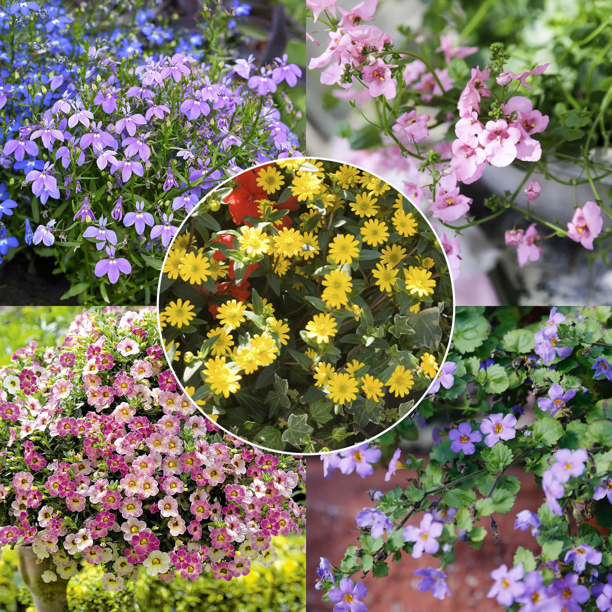 Summer flowers you don’t need to deadhead