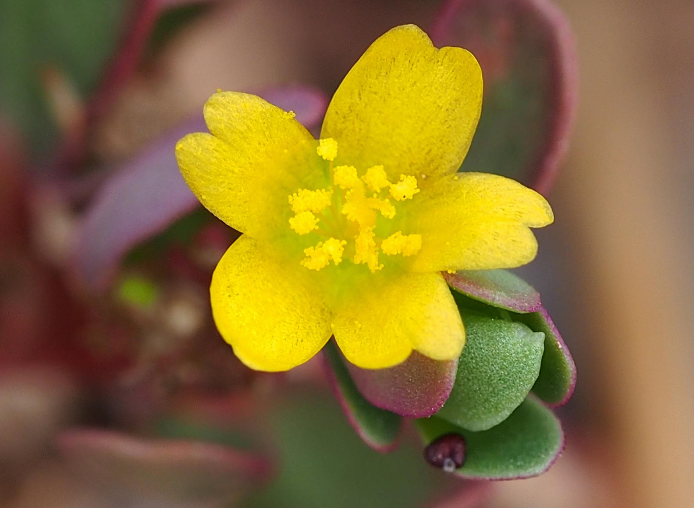 Purslane’s yellow flower