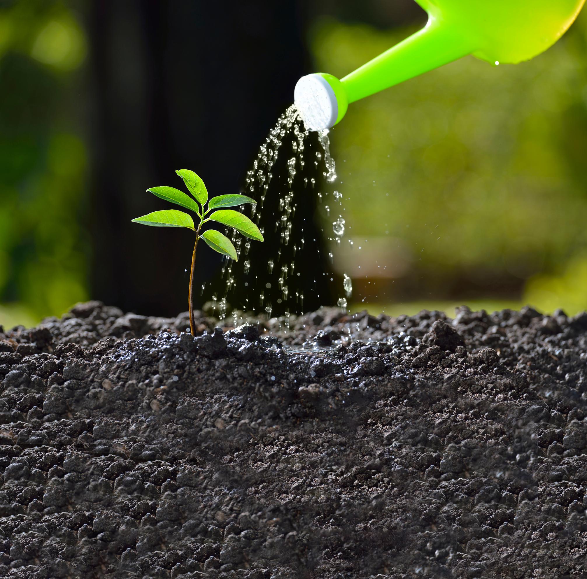 using pee as fertilizer