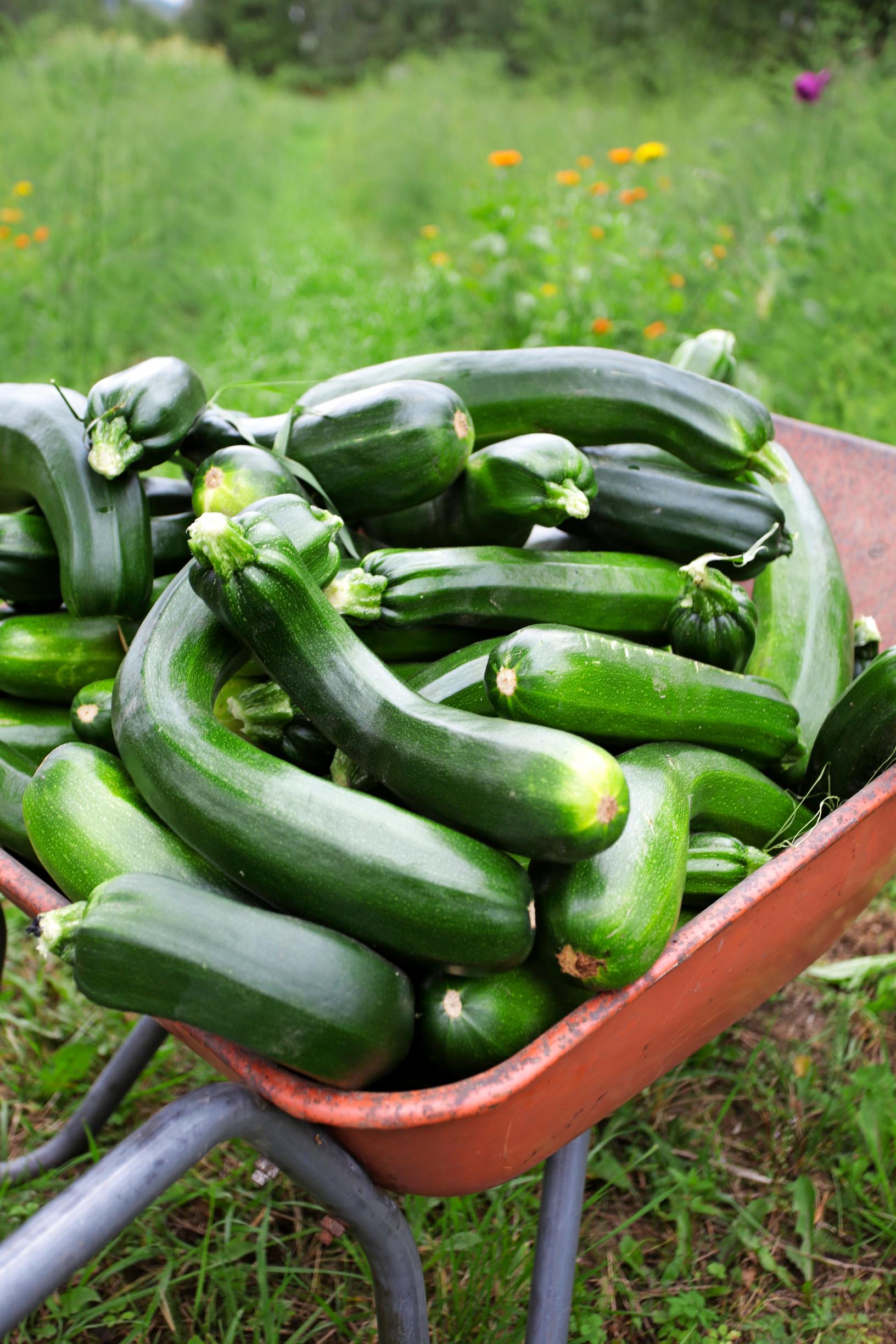 How to grow zucchini: A wheelbarrow full of zucchini harvest