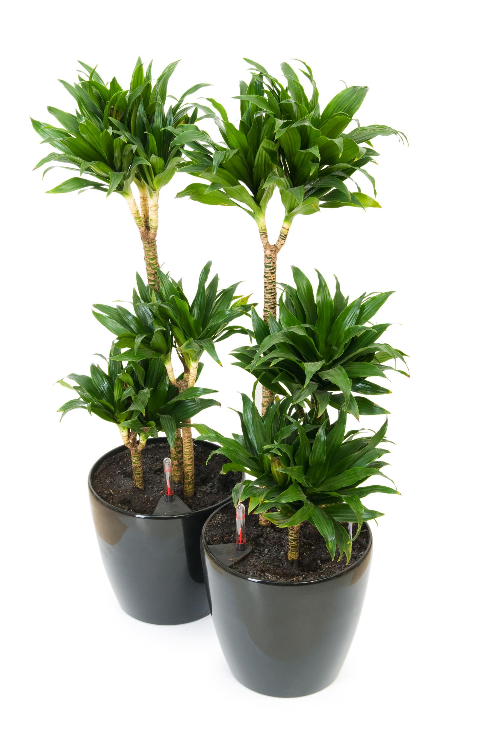 Dracaena care