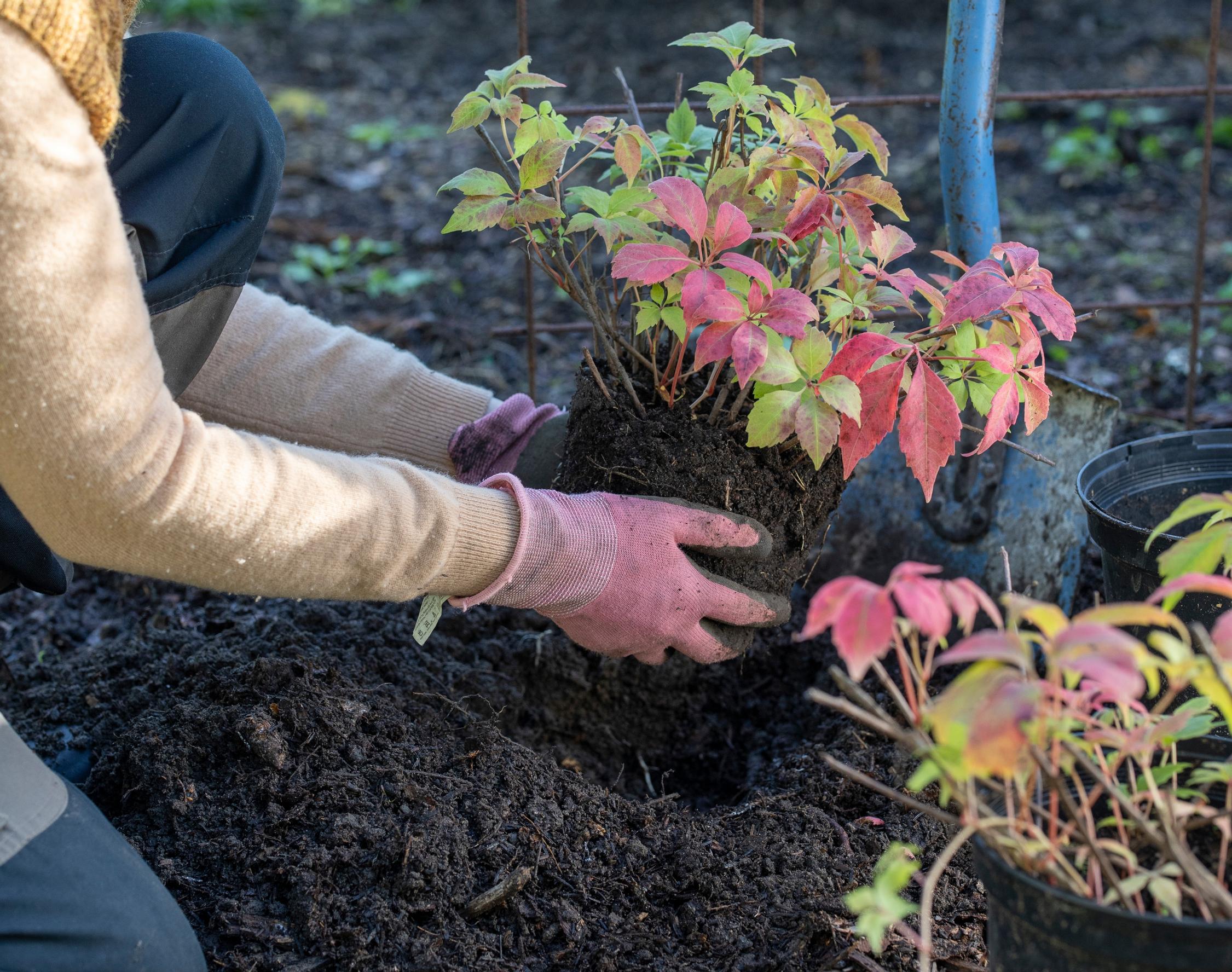 Using compost soil