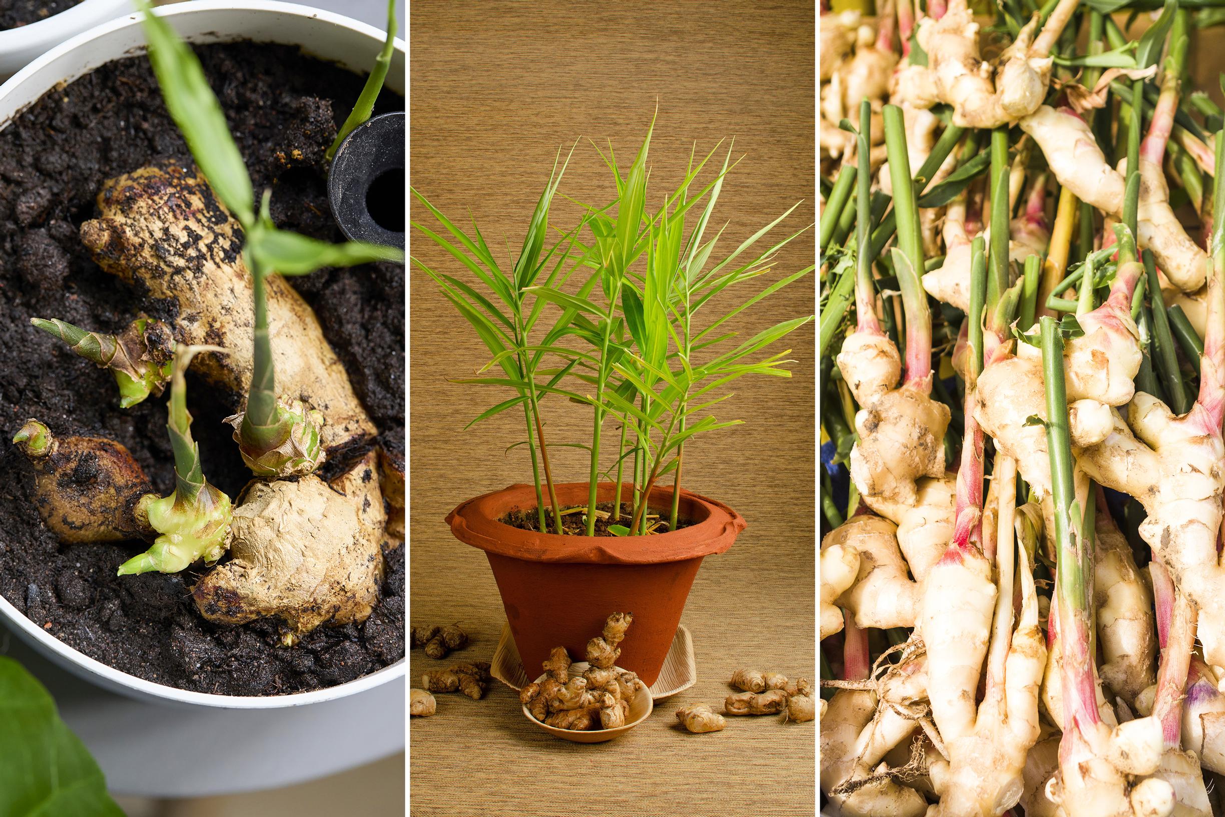 How to grow ginger at home—get harvest from a store-bought ginger root