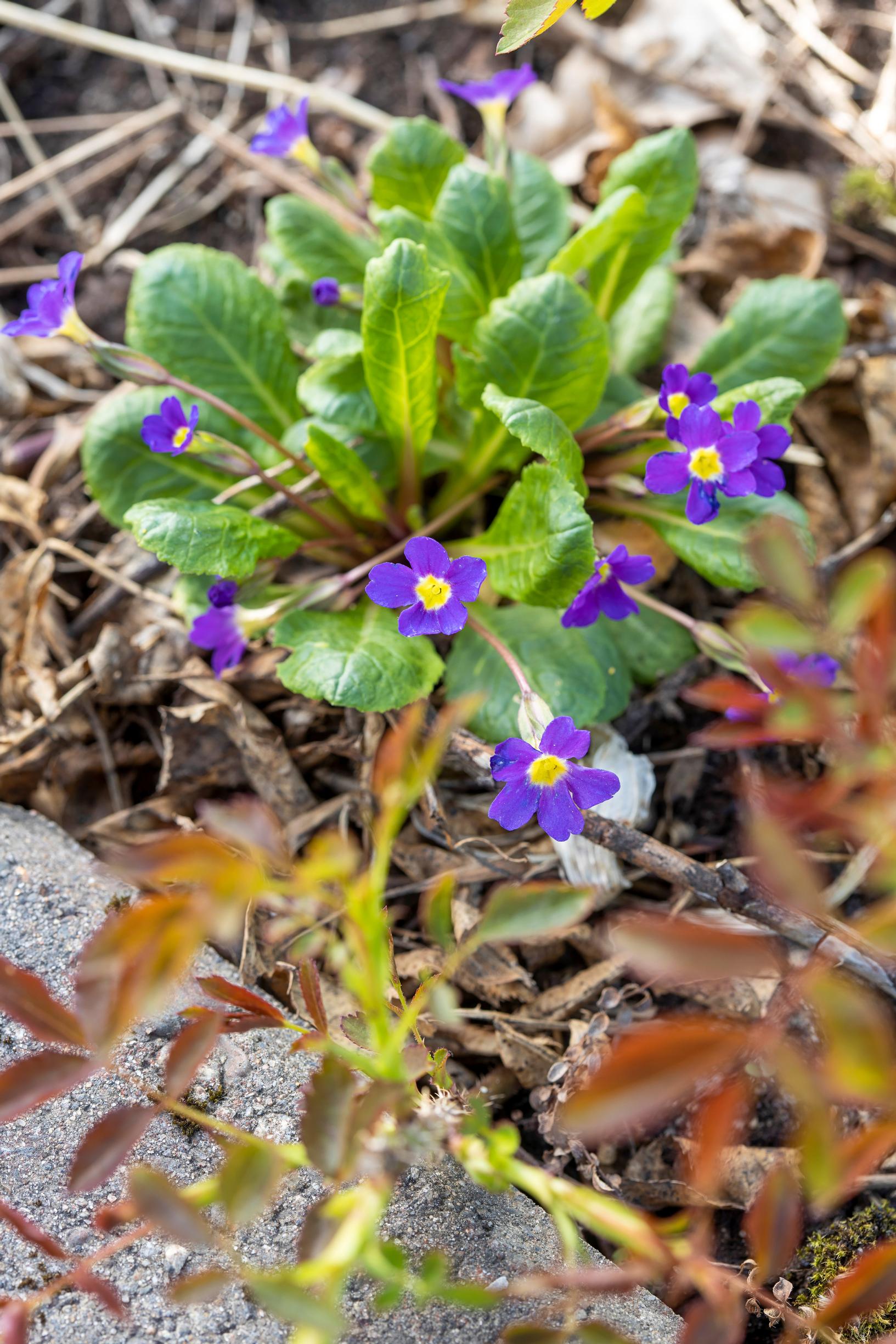 Primrose is more versatile than its reputation: creeping primrose Primula Pruhoniciana-Ryhmä